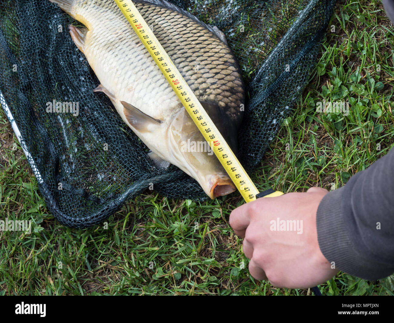 Messung Fisch - Karpfen auf Gras. Karpfen im Netz. Stockfoto