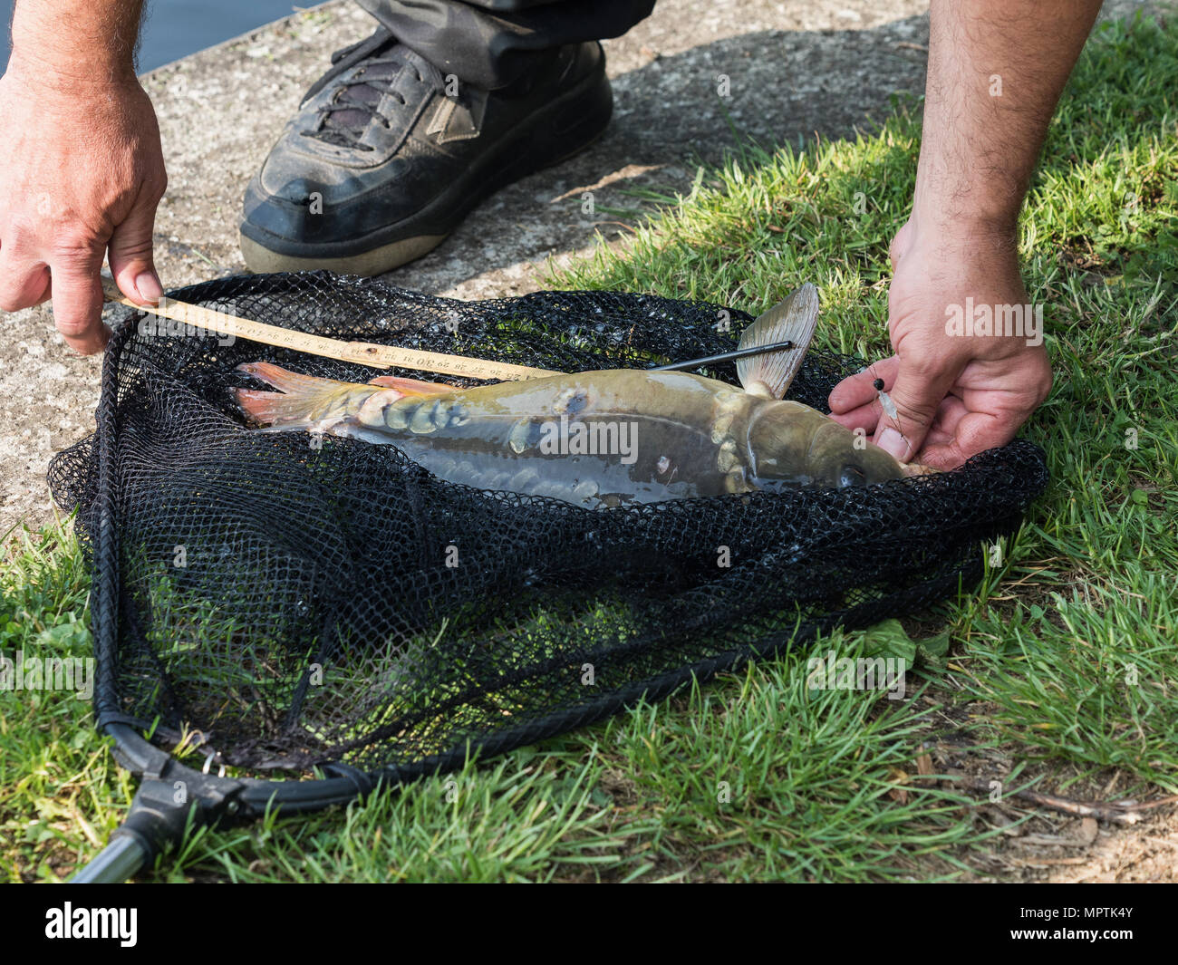 Messung Fisch - Karpfen auf Gras. Karpfen im Netz. Stockfoto