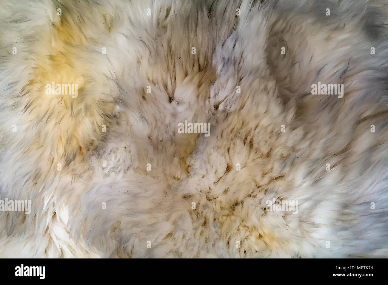 Weißer wolle Textur Hintergrund. Natürlichen flauschigen Fell Schafwolle Hautstruktur. Abgesehen von Luxus weißen langen wollmantel, beigefarbenen Teppich, Nahaufnahme Makro, f Stockfoto