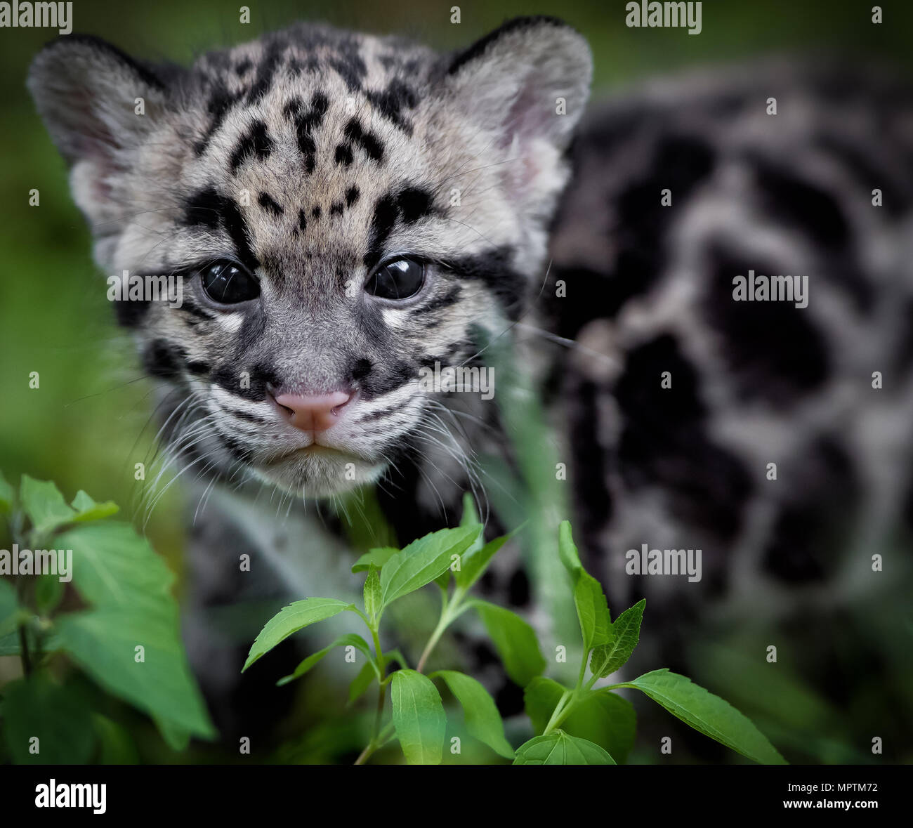 Nebelparder cub Stockfoto