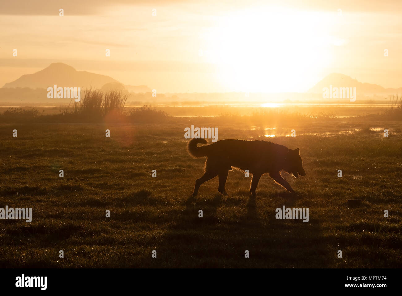 Deutscher Schäferhund wandern in den frühen Morgenstunden im sommer wiese. Stockfoto