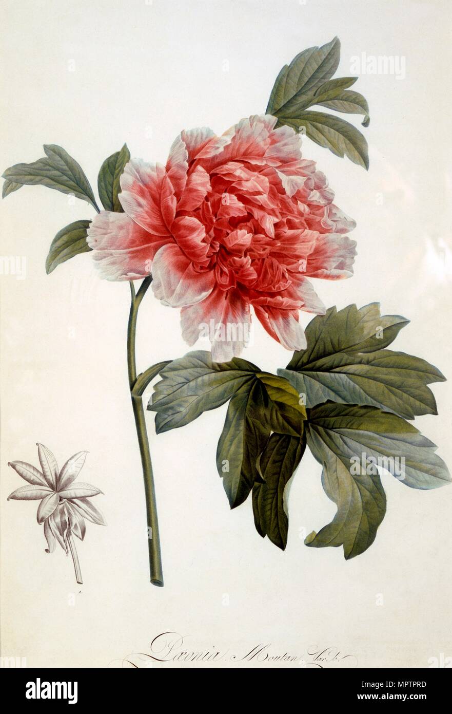 Paeonia Moutan, 1799. Stockfoto