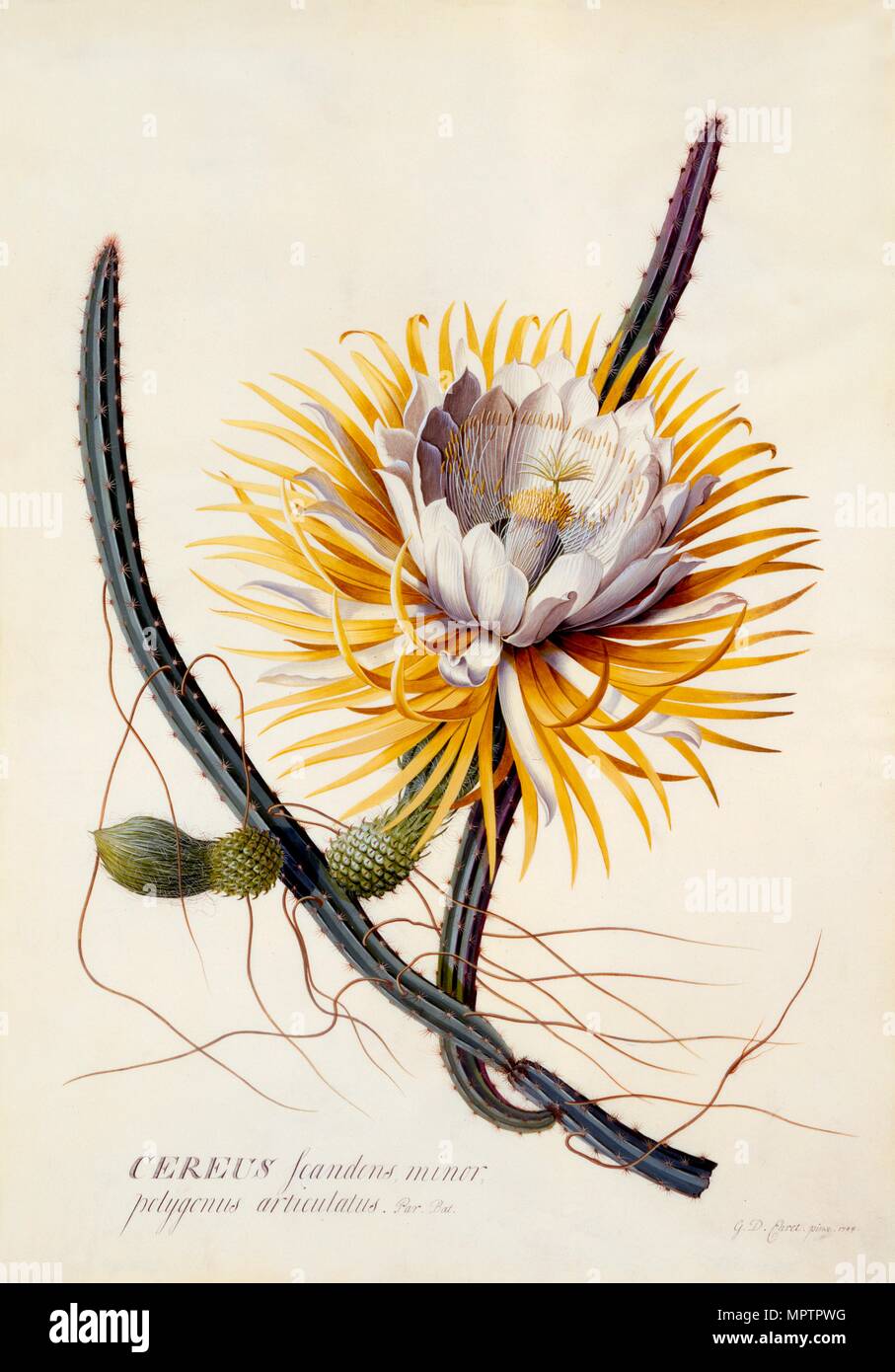 Cereus (Königin der Nacht), C. 1744 (Kupferstich, koloriert). Schöpfer: "Georg Dionysios Ehret (1710-70); Ehret, Georg Dionysius (1710-1770)". Stockfoto