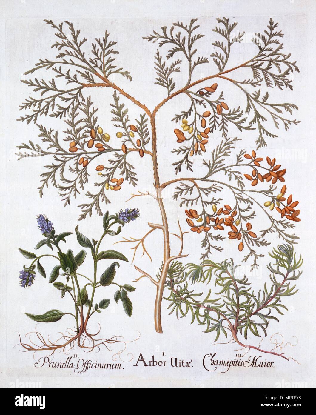 White Cedar, ein Self-Heal und Gelb Bugle, von "Hortus Eystettensis", die von Basilius Besler (1561-1629), Stockfoto
