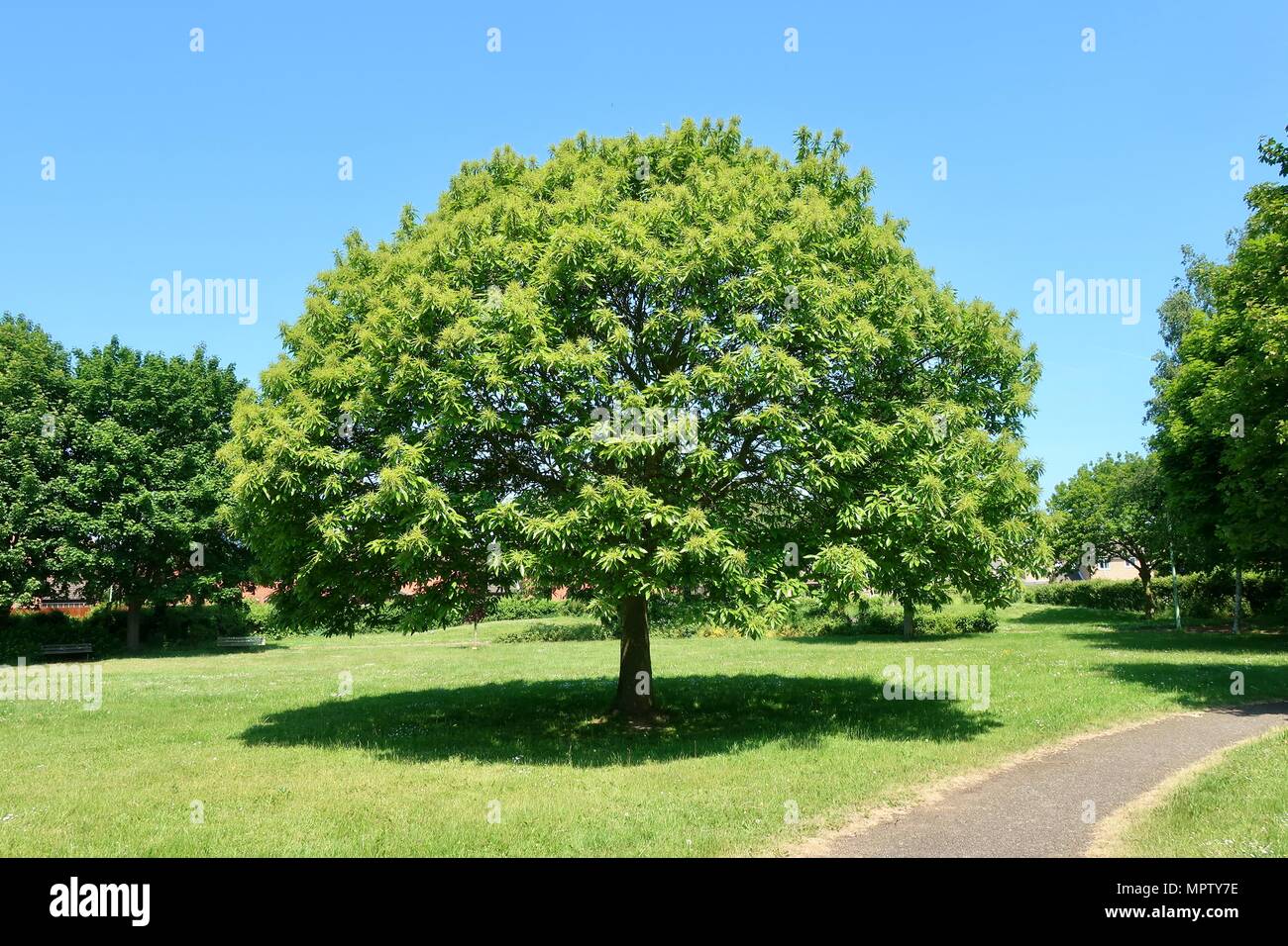 Sweet Chestnut Tree auf einem hellen, sonnigen Frühlingstag im Kesgrave, Suffolk. Mai 2018. Stockfoto