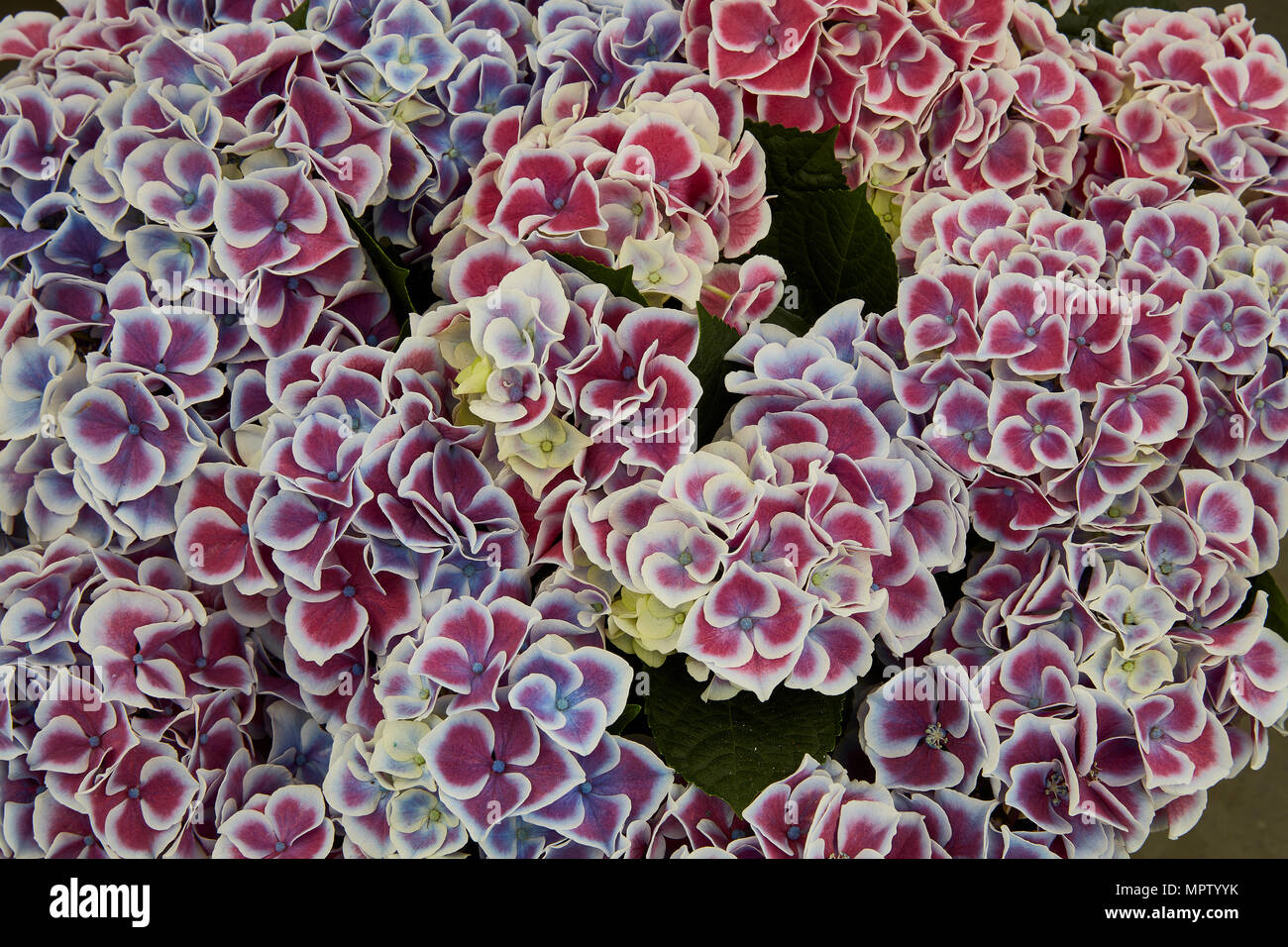 Hortensie Stockfoto