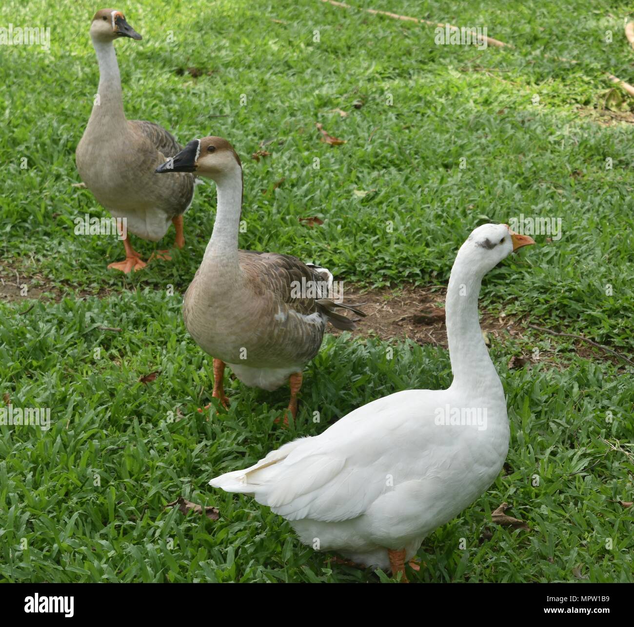 Indische Enten spielen im Garten Stockfoto