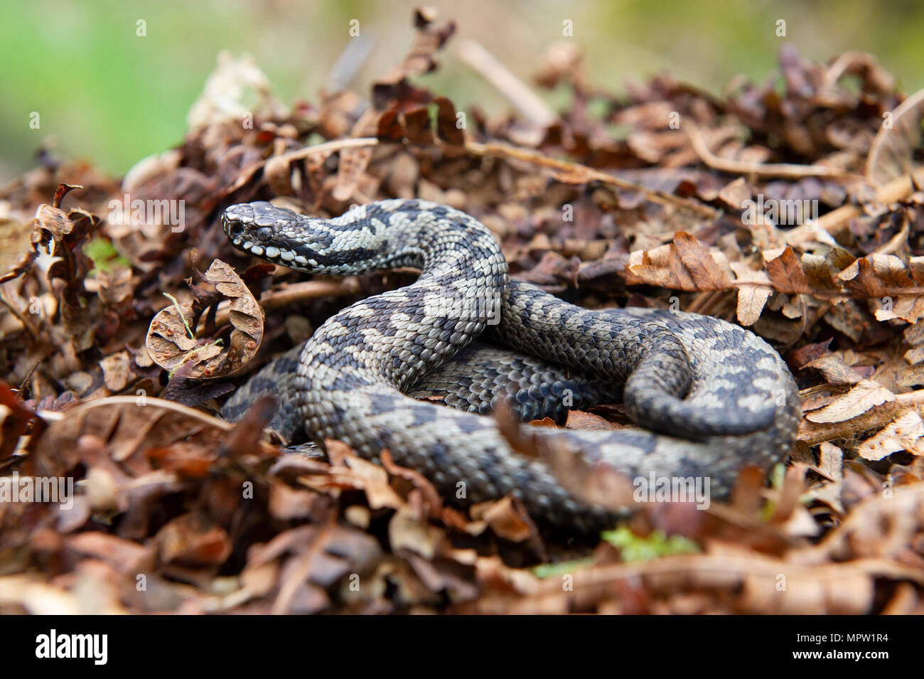 Eine Kreuzotter (Vipera berus), Britains nur giftige Schlange auf einem Blatt Stapel gerollt. Stockfoto