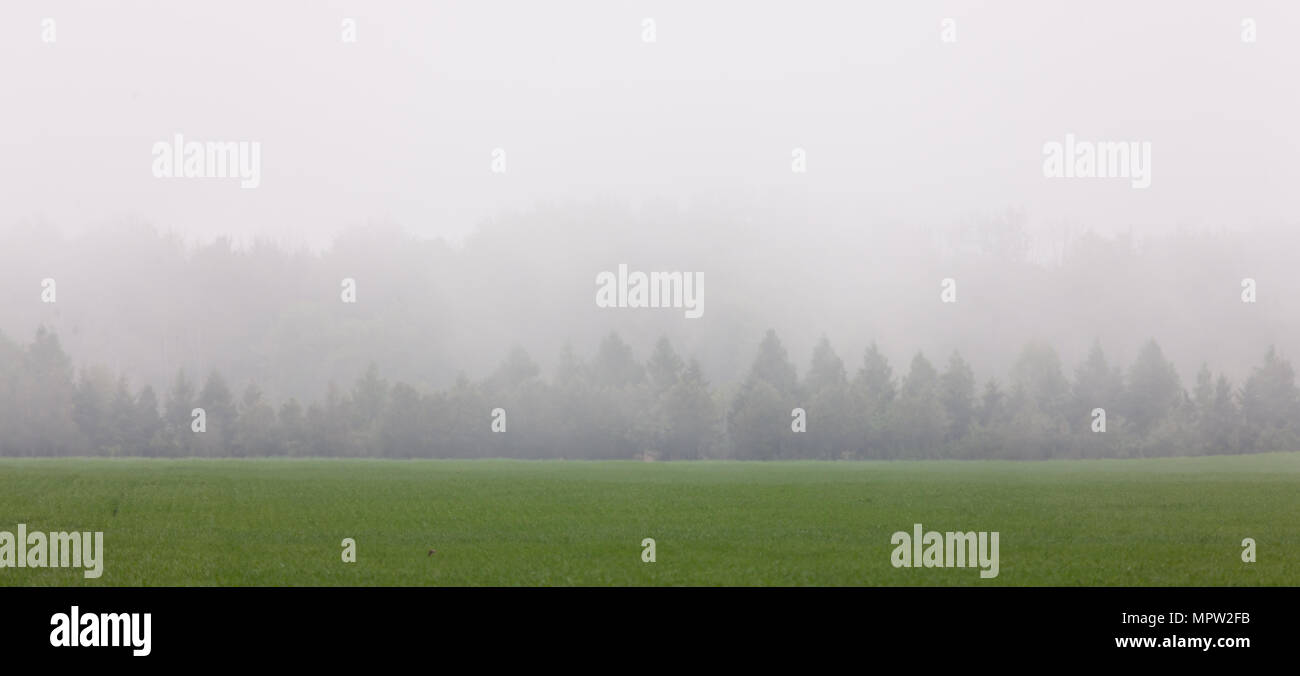 Baum's und einem Bauern Feld werden in niedrigen Niveau Nebel im Südwesten von Ontario, Kanada. Stockfoto