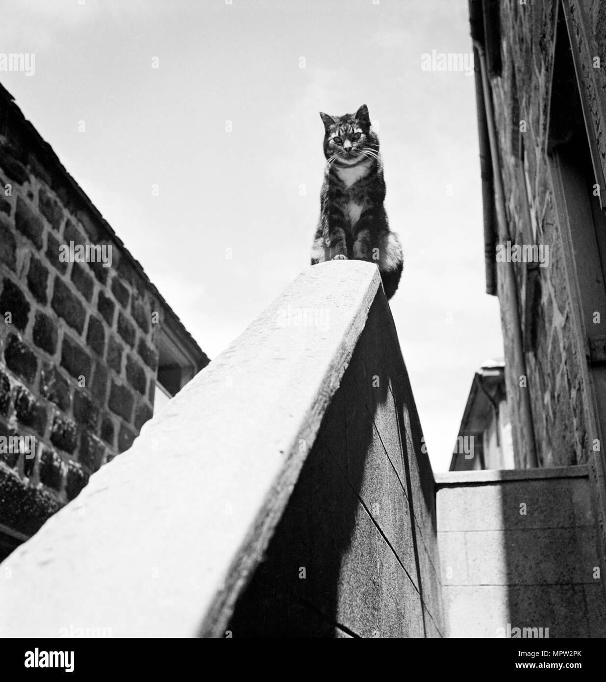 Tabby Katze sitzt auf einer Wand, Cornwall, 1950. Artist: John Gay. Stockfoto