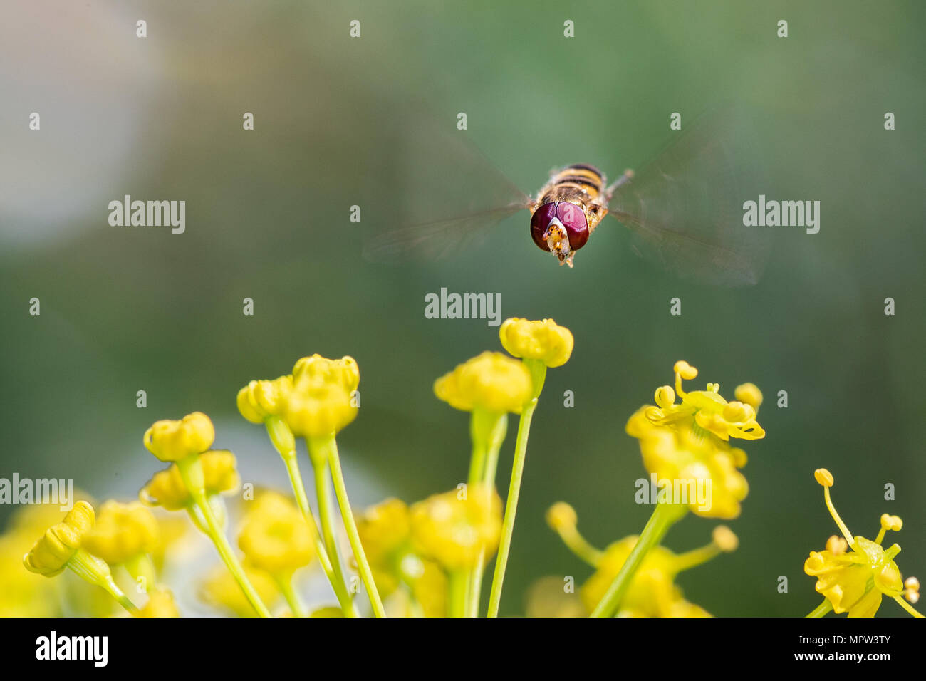 Syrphus ribesii ist eine sehr häufige Arten von Holarctic Hoverfly. In Ansatz zu einem Blume fotografiert. Stockfoto