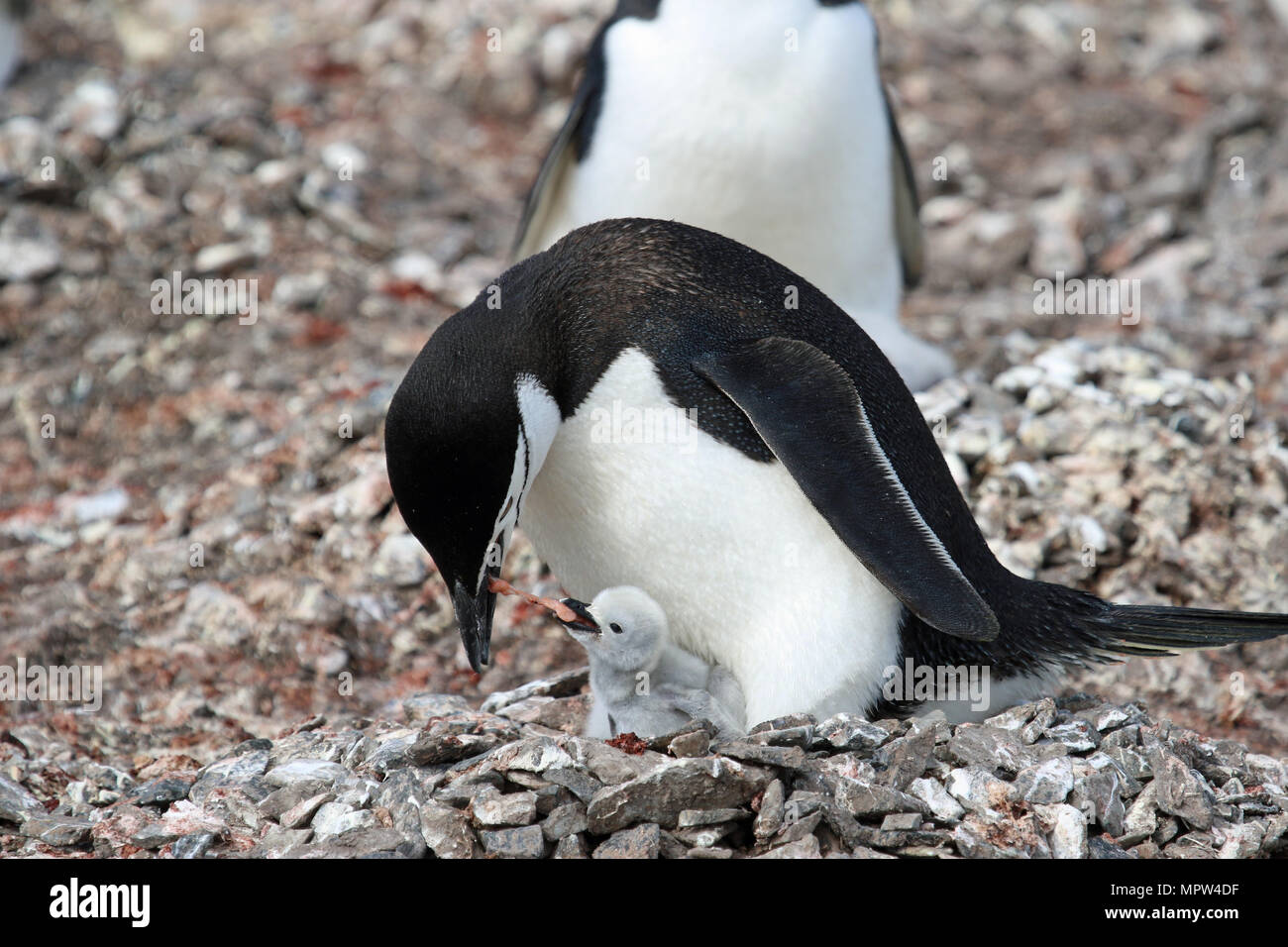 Kinnriemen Pinguin füttert Krill zu einem Küken Stockfoto
