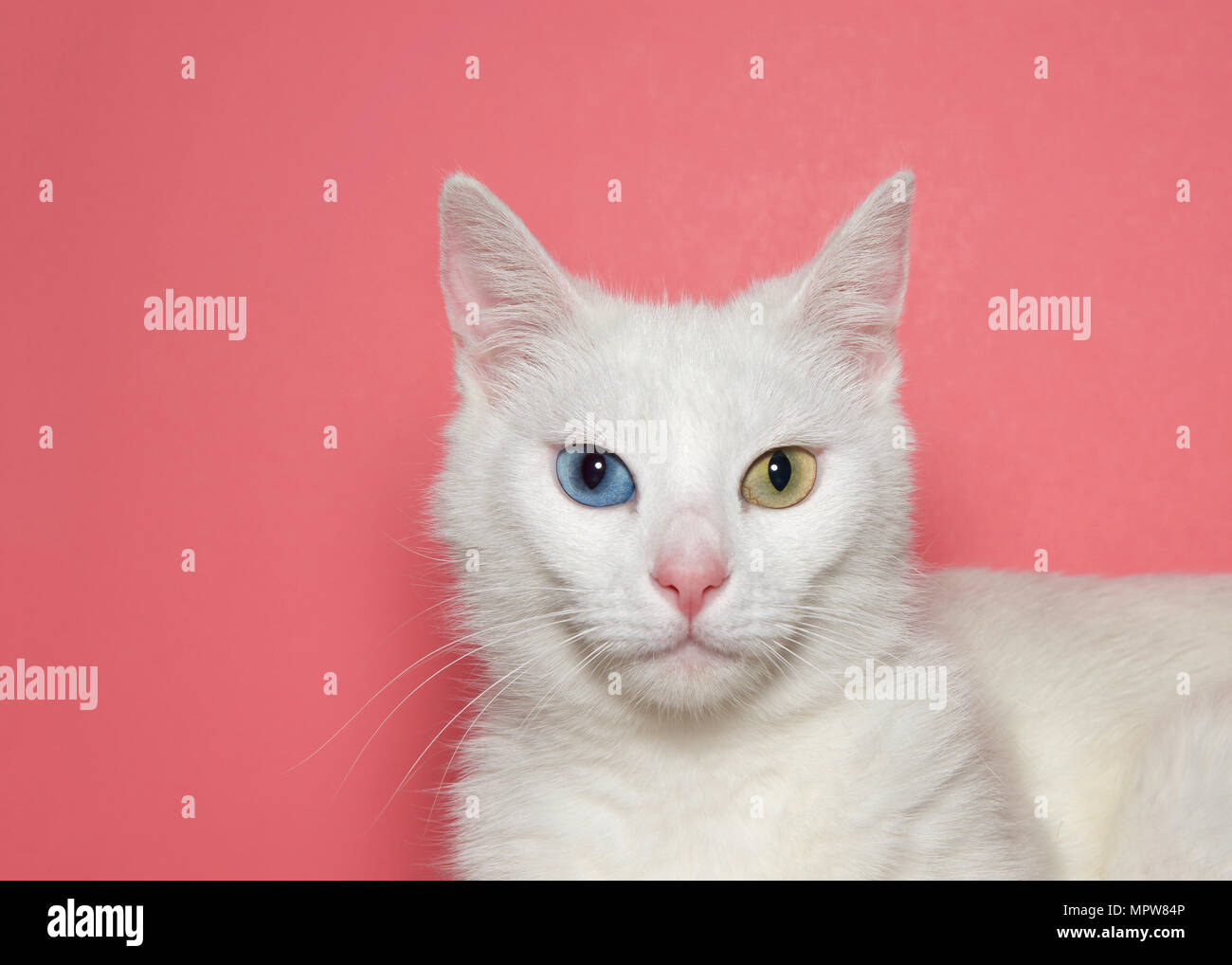 Nahaufnahme, Porträt einer Medium Haare weiße Katze mit Heterochromia oder odd-eyed. Ein blaues Auge ein gelb grün. Rosa Hintergrund mit kopieren. Stockfoto