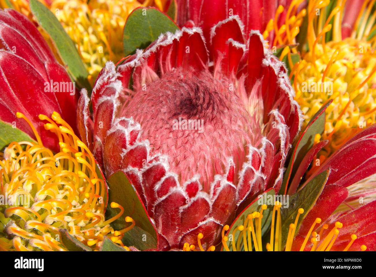 Pink Sugar Bush Protea Blume Blatter Und Andere Blumen Im Hintergrund Schliessen Proteas Sind Derzeit In Uber 20 Landern Angebaut Das Protea Stockfotografie Alamy