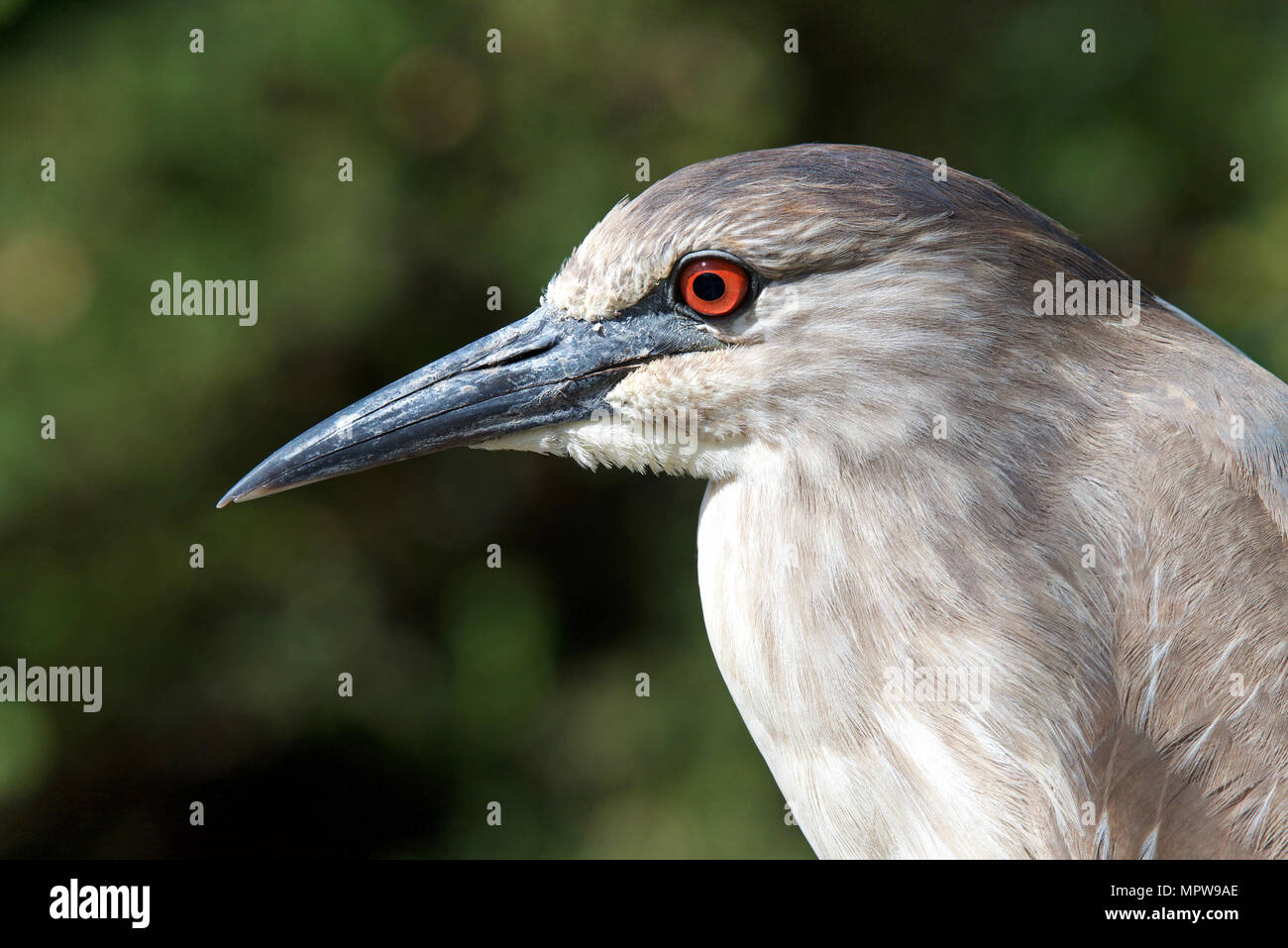 Porträt eines jungen Schwarzen gekrönt Night Heron, Profil, nach links Augen rot bis zum Erwachsenenalter fällig werden. Die jungen Vögel haben orange Augen und duller Yel Stockfoto
