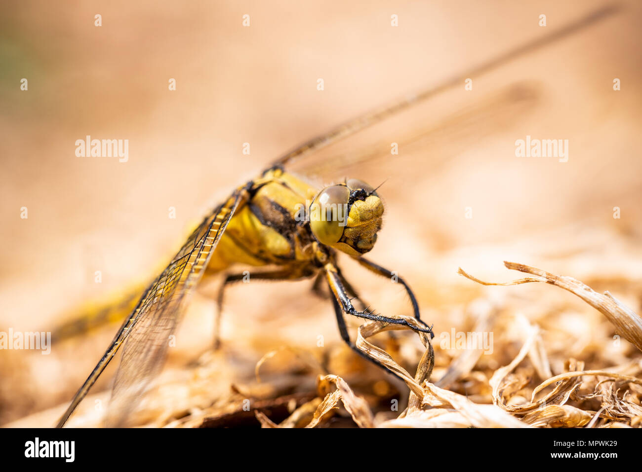 Horizontale Nahaufnahme mit großen gelben Libelle. Insekt hat lange transparente Flügel und großen Augen. Fehler ist auf dem Boden durch trockenes Gras bedeckt gehockt Stockfoto