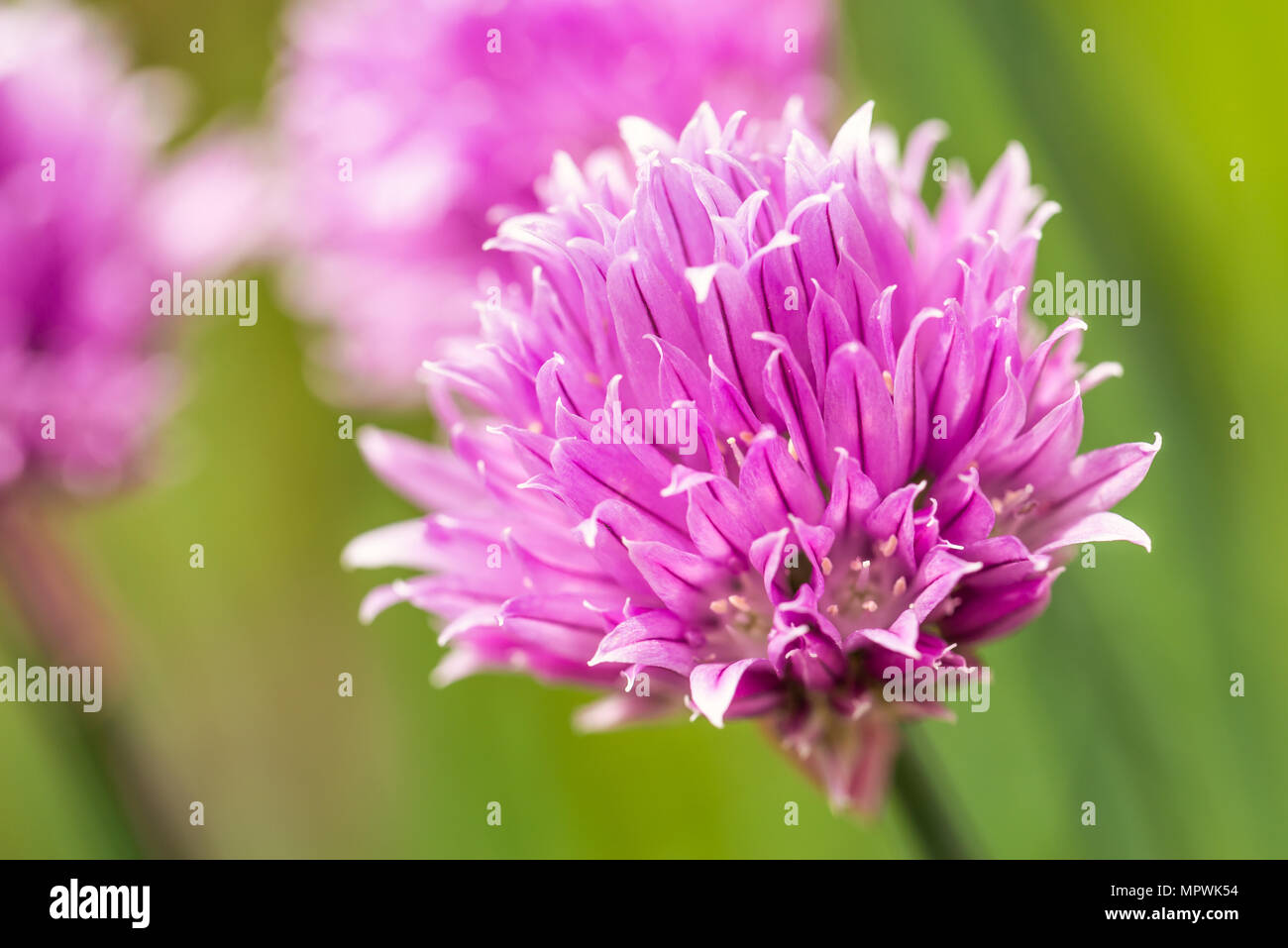 Horizontale Foto mit großen Schnittlauch Blüte. Bloom hat schön rosa/lila Farbe und besteht aus vielen kleinen bunten Blättern. Andere Blüten sind um auf Grün Stockfoto