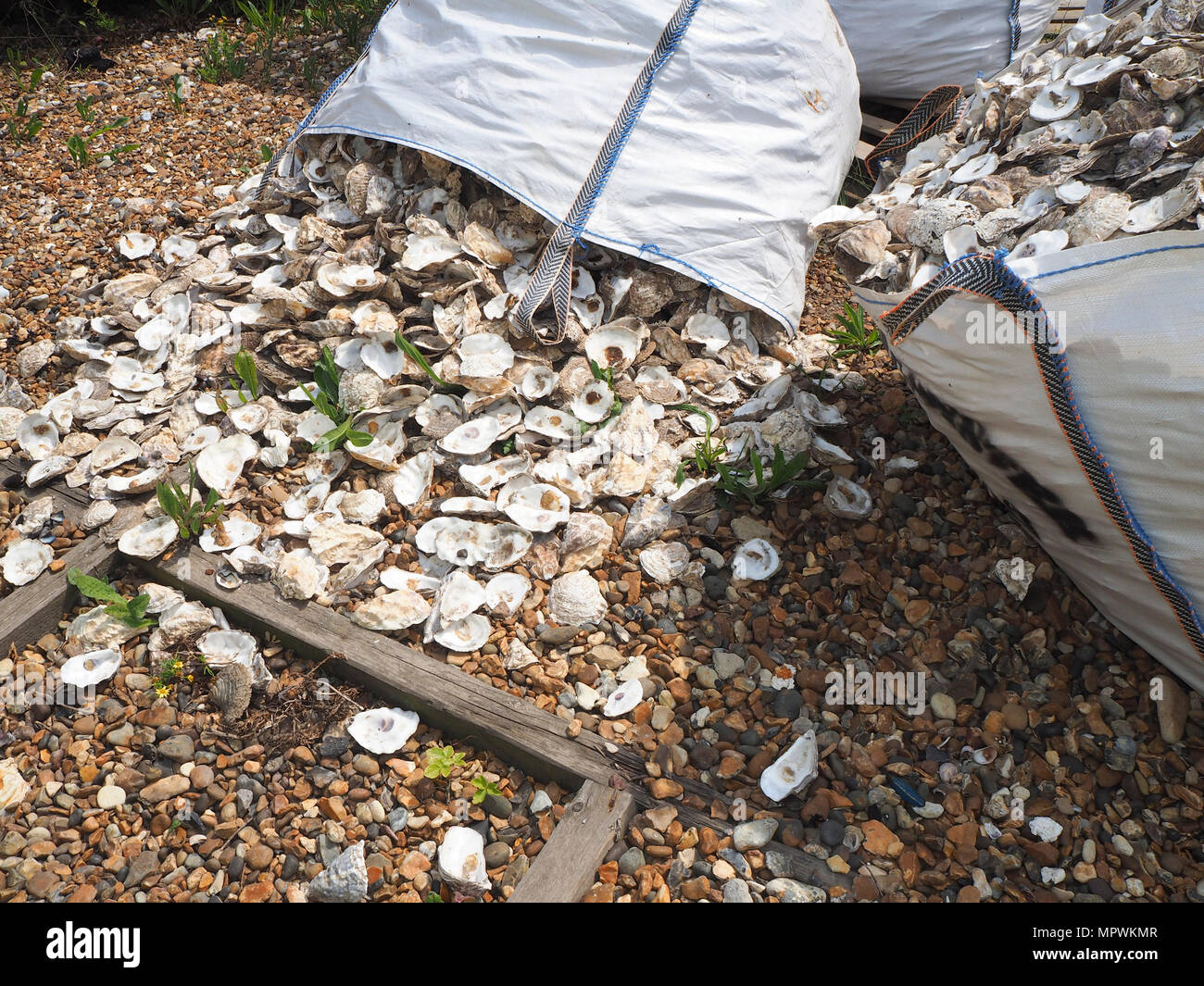 Whitstable Strandhütten mit vollen Taschen leerer Austernschalen Stockfoto