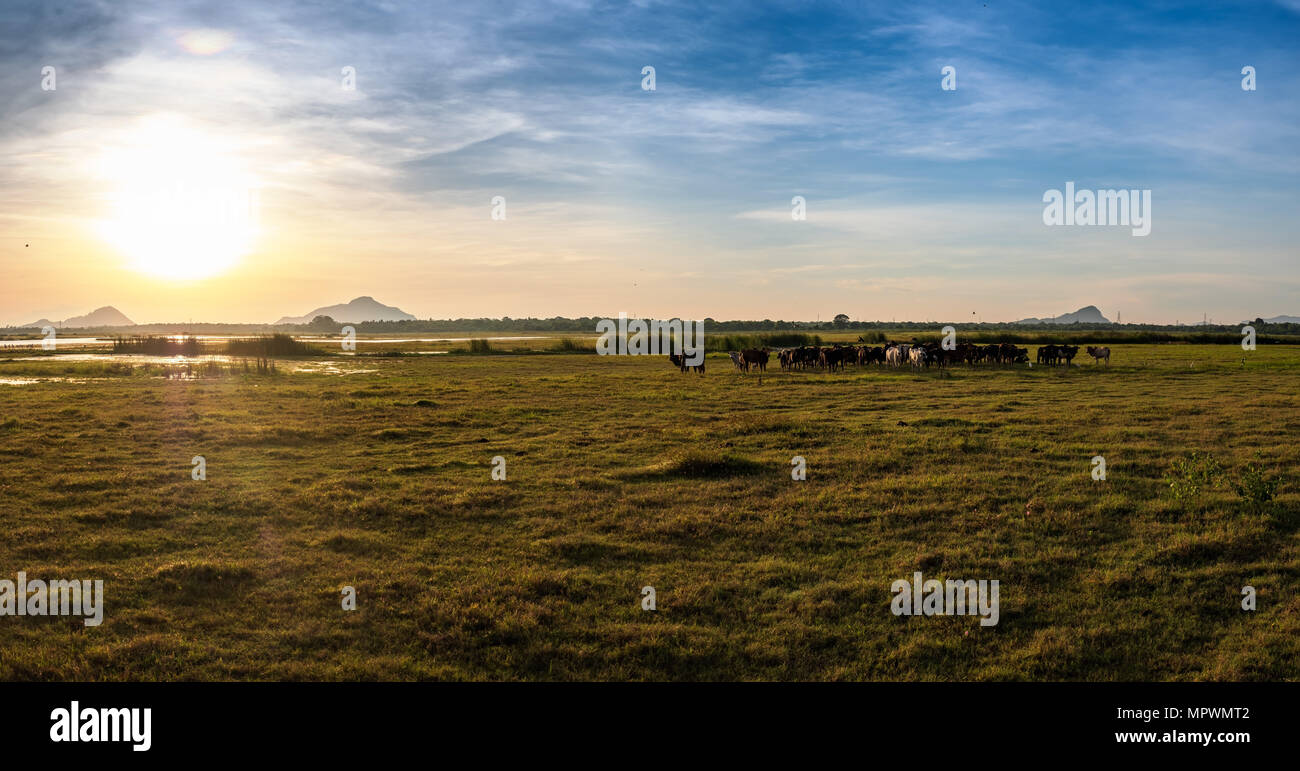Blick auf See und Feld mit ständigen Bullen. Stockfoto
