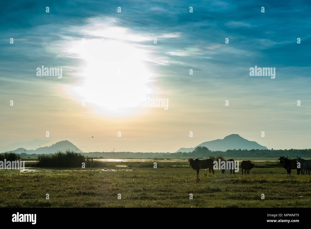 Blick auf See und Feld mit ständigen Bullen. Stockfoto