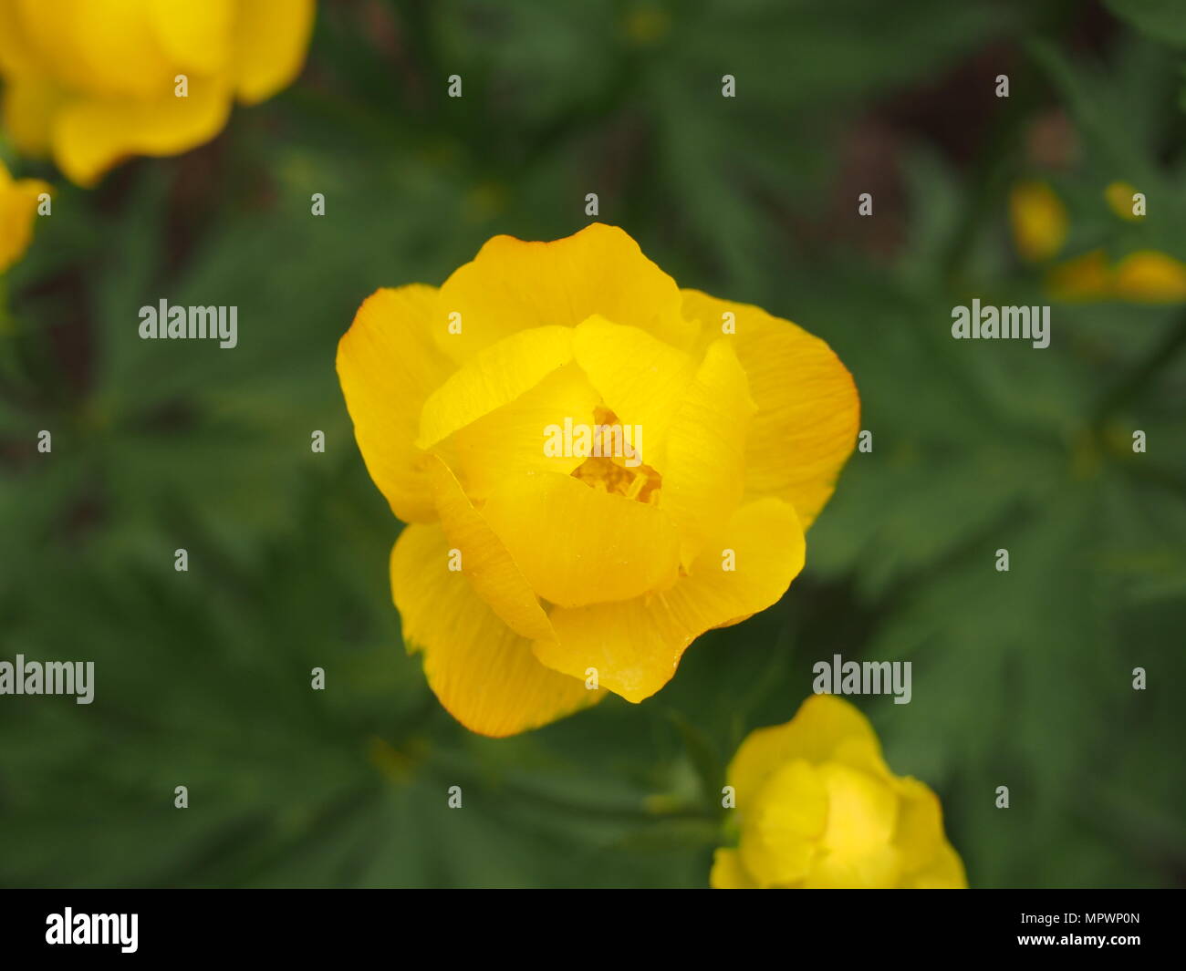 Gelbe Knospen globeflowers. Im Garten arbeiten. Blütezeit. Close Up. Stockfoto