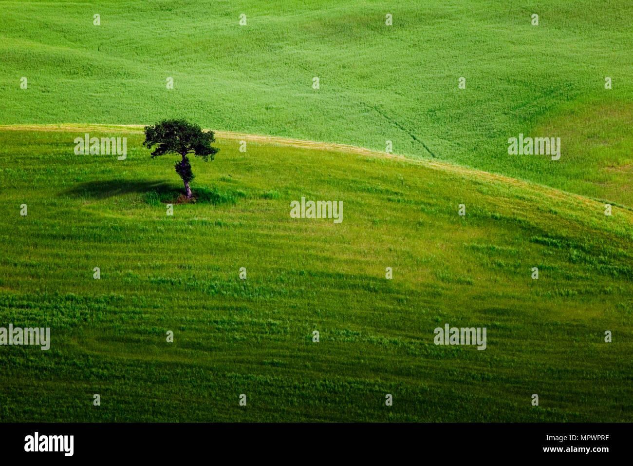 Ein einsamer Baum in der Landschaft der Toskana in Italien. Stockfoto