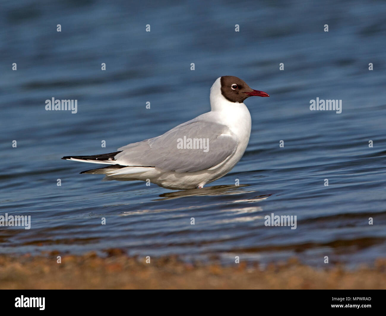 Lachmöwe im Sommer Gefieder in Wasser Stockfoto