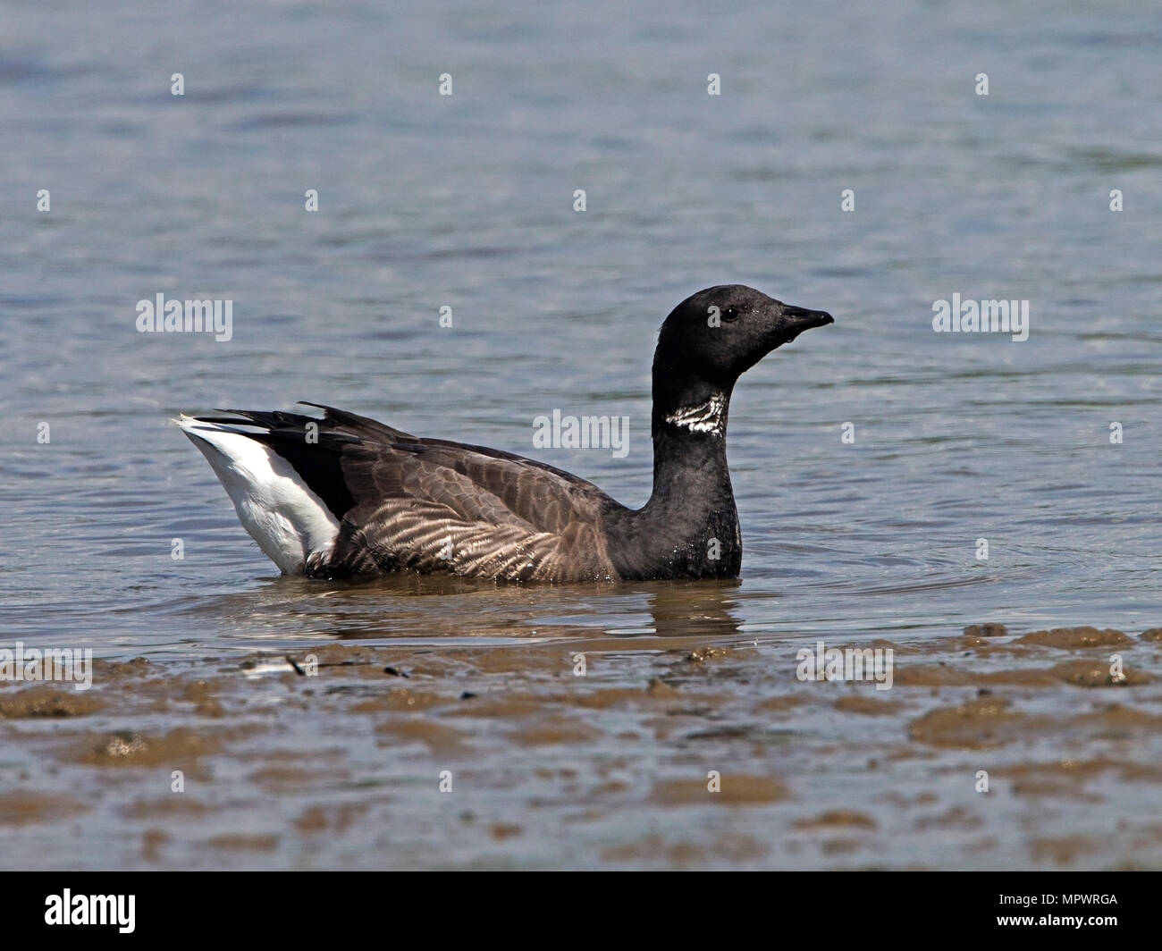 Brent goose Schwimmen Stockfoto