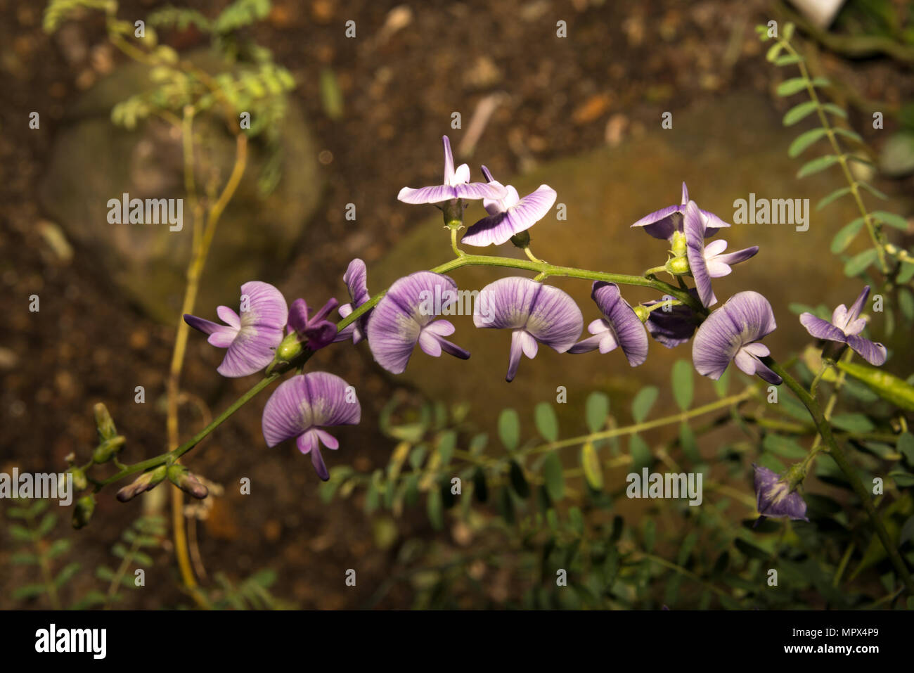 Glatte Darling Pea (Swainsona galegifolia) Stockfoto