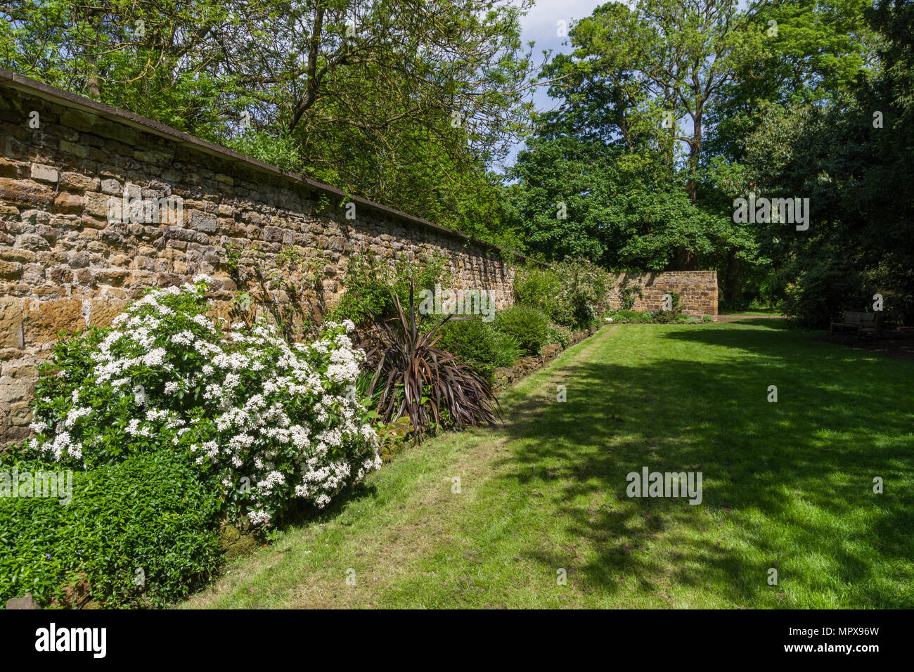 Eine Feder Grenze gegen eine alte Steinmauer in den Gärten von delapre Abtei, Northampton, Großbritannien Stockfoto