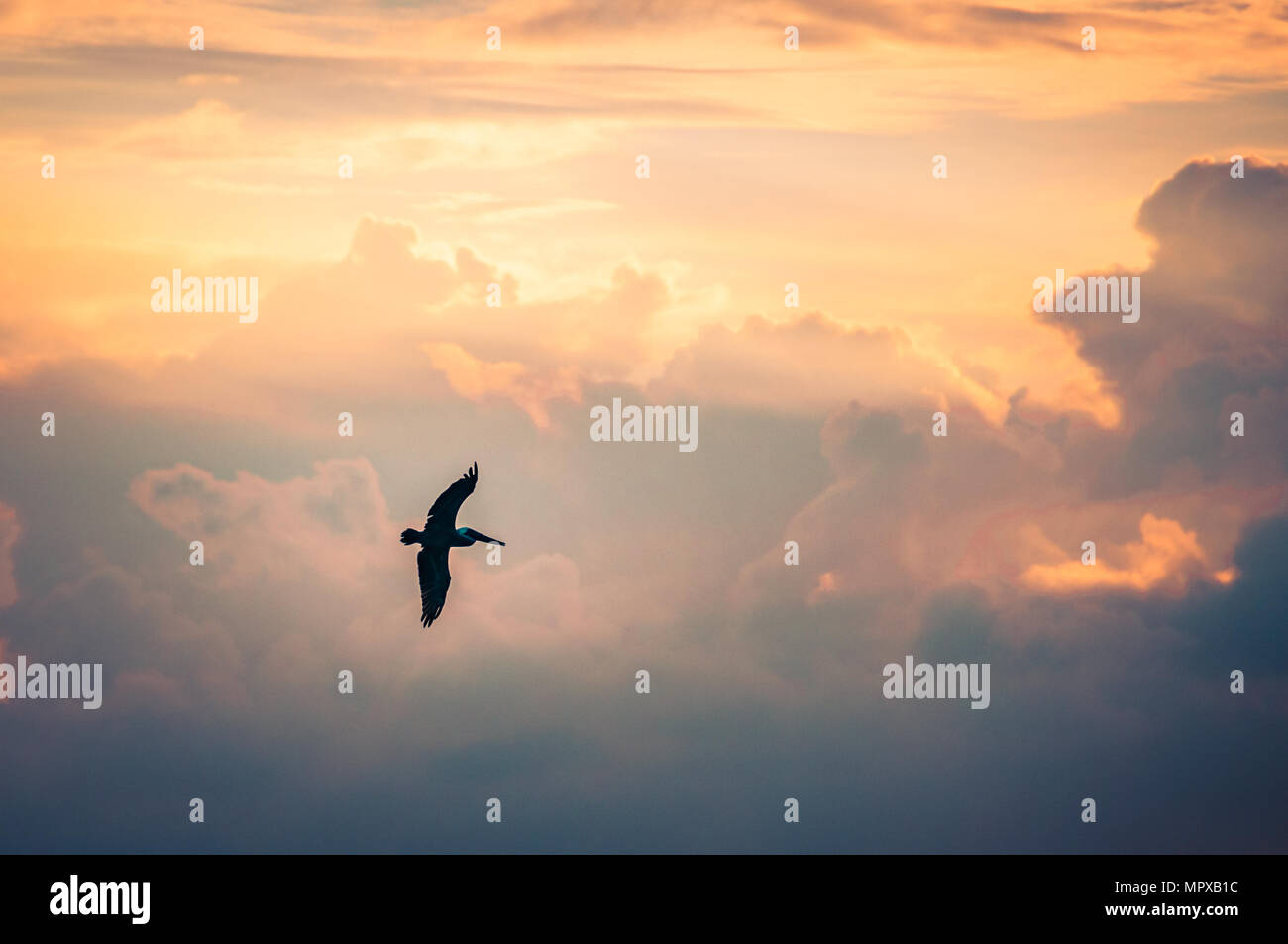 Ein Pelikan (pelecanus) fliegt entlang der Eagle Beach auf Aruba. Der bewölkte Himmel wird von einem zauberhaften Sonnenuntergang gefärbt. Stockfoto