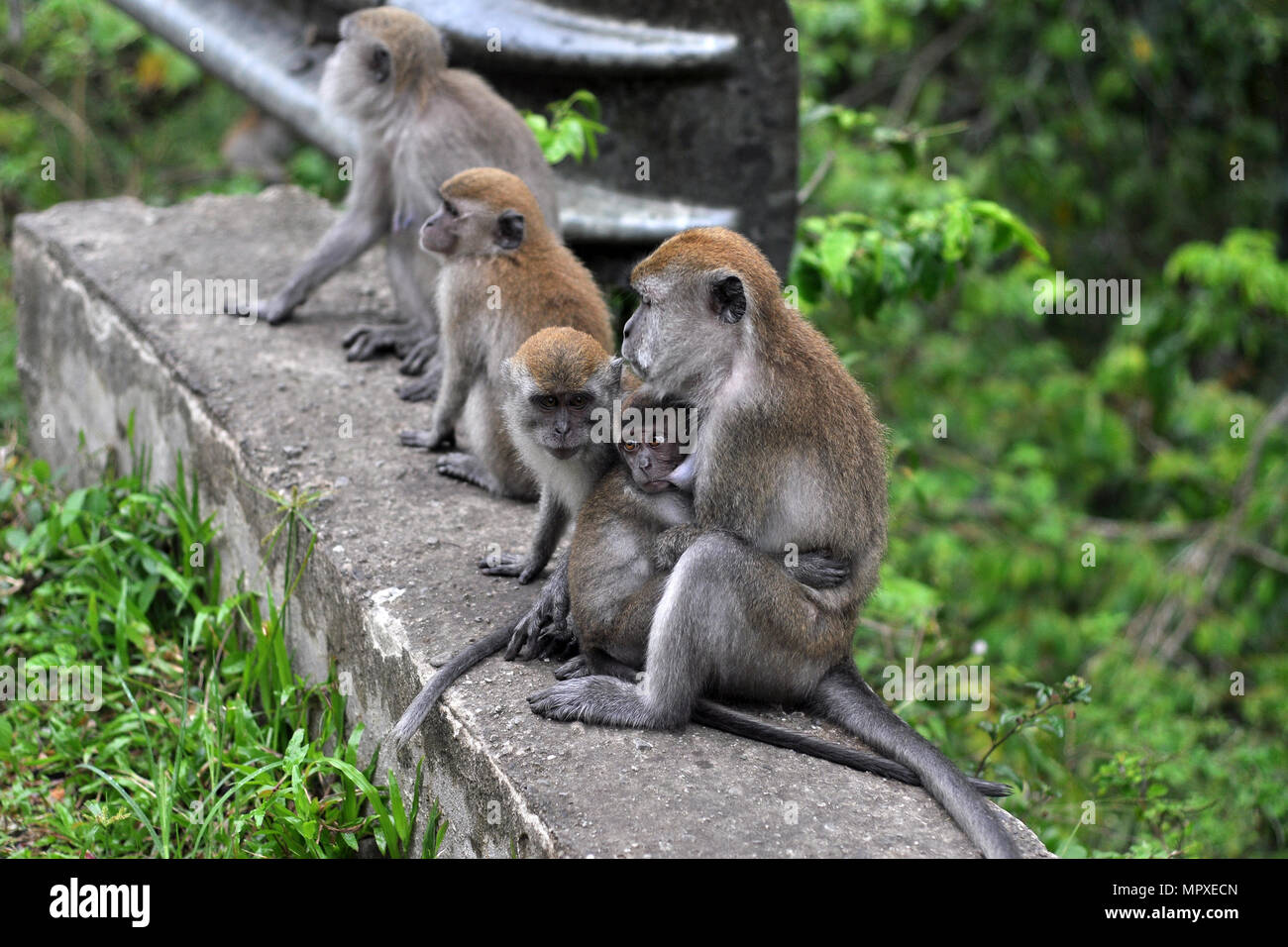 Affen füttern Babys. Natur für Wildlife Preservation bewahren Stockfoto