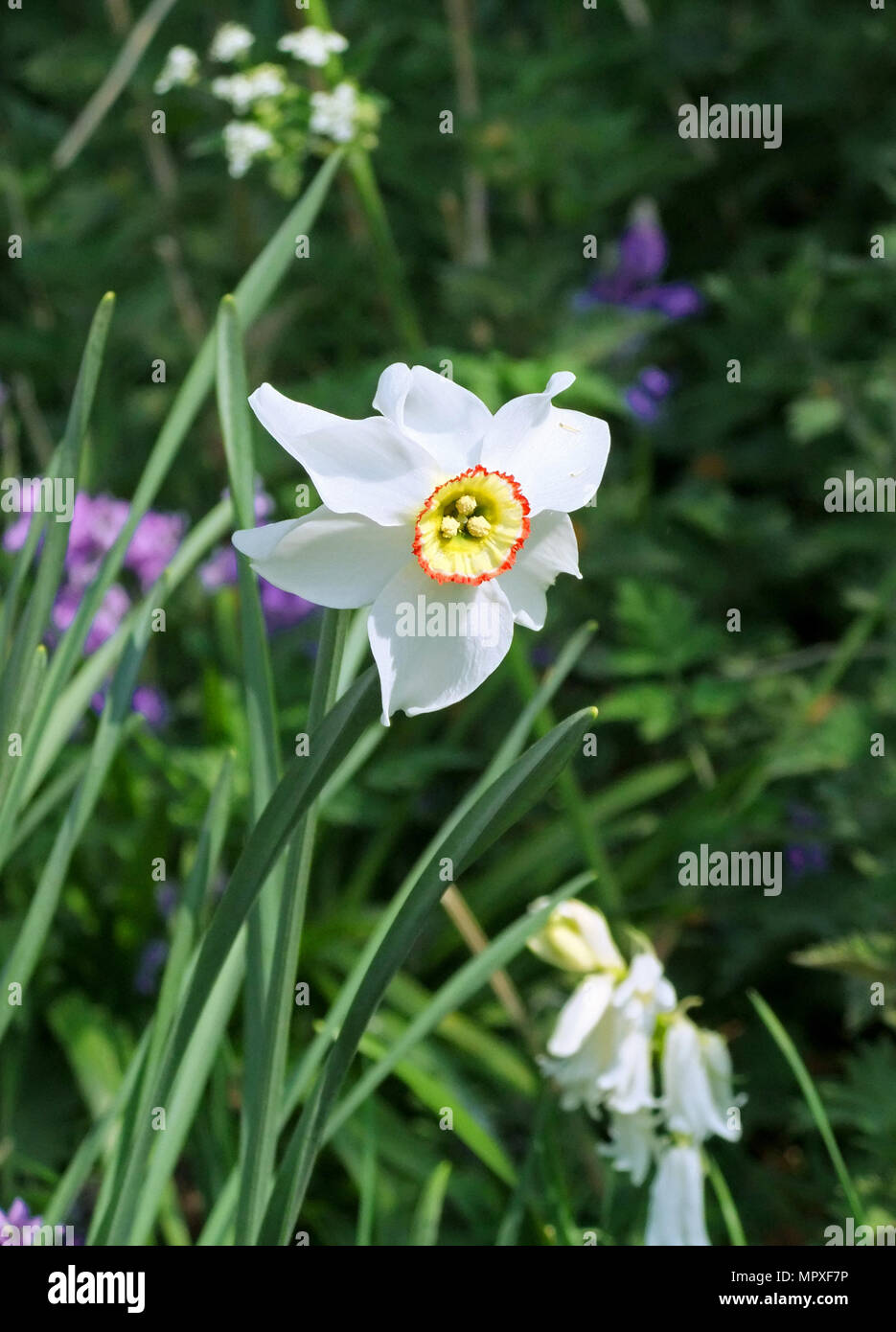 Narcissus poeticus Blumen blühen im Frühjahr Stockfoto