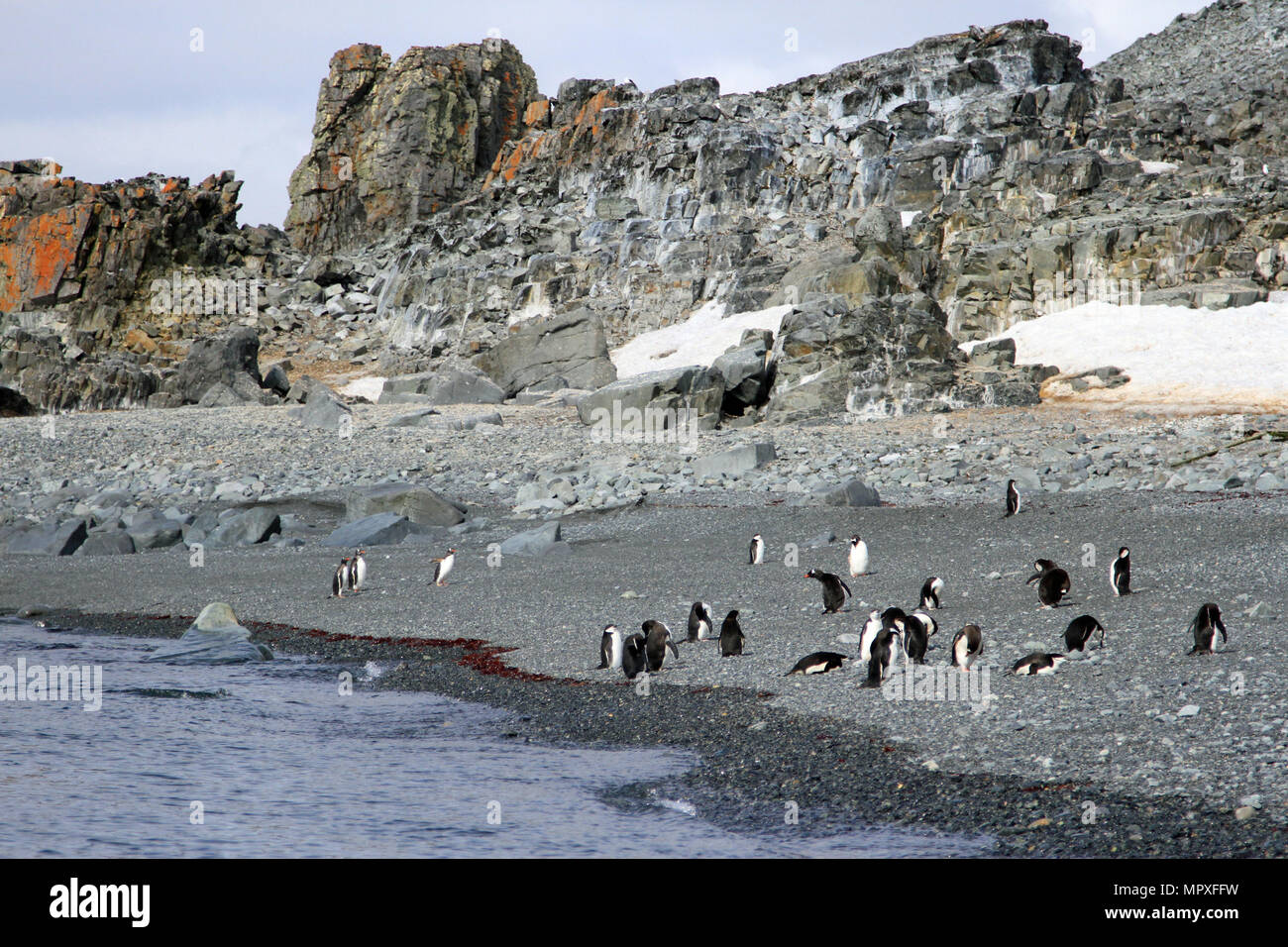 Kinnriemen Pinguine Stockfoto