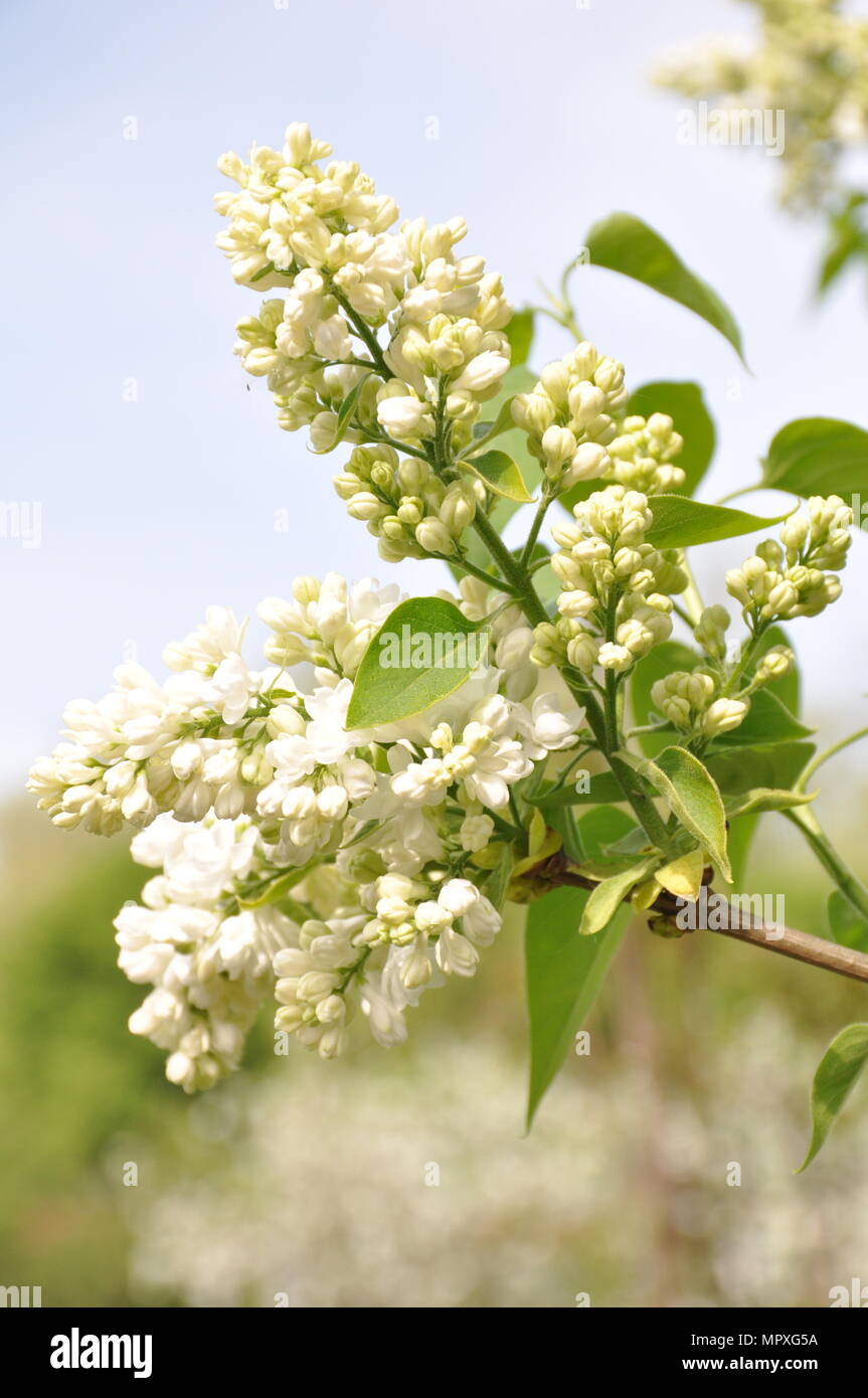 Weiße syringa Stockfoto