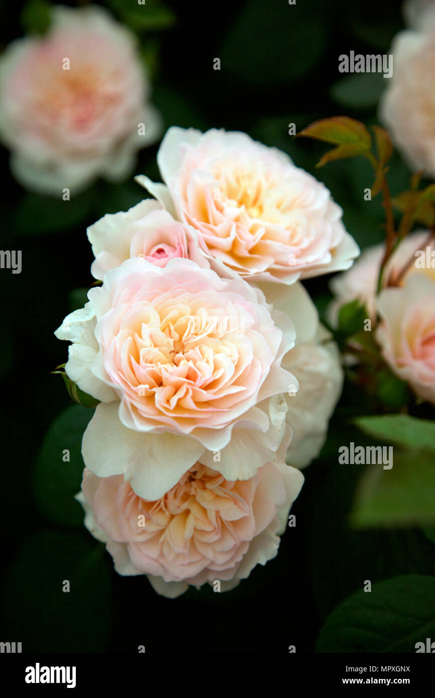 Rosa Emily Bronte, neue Englische Rosen von David Austin Stockfoto