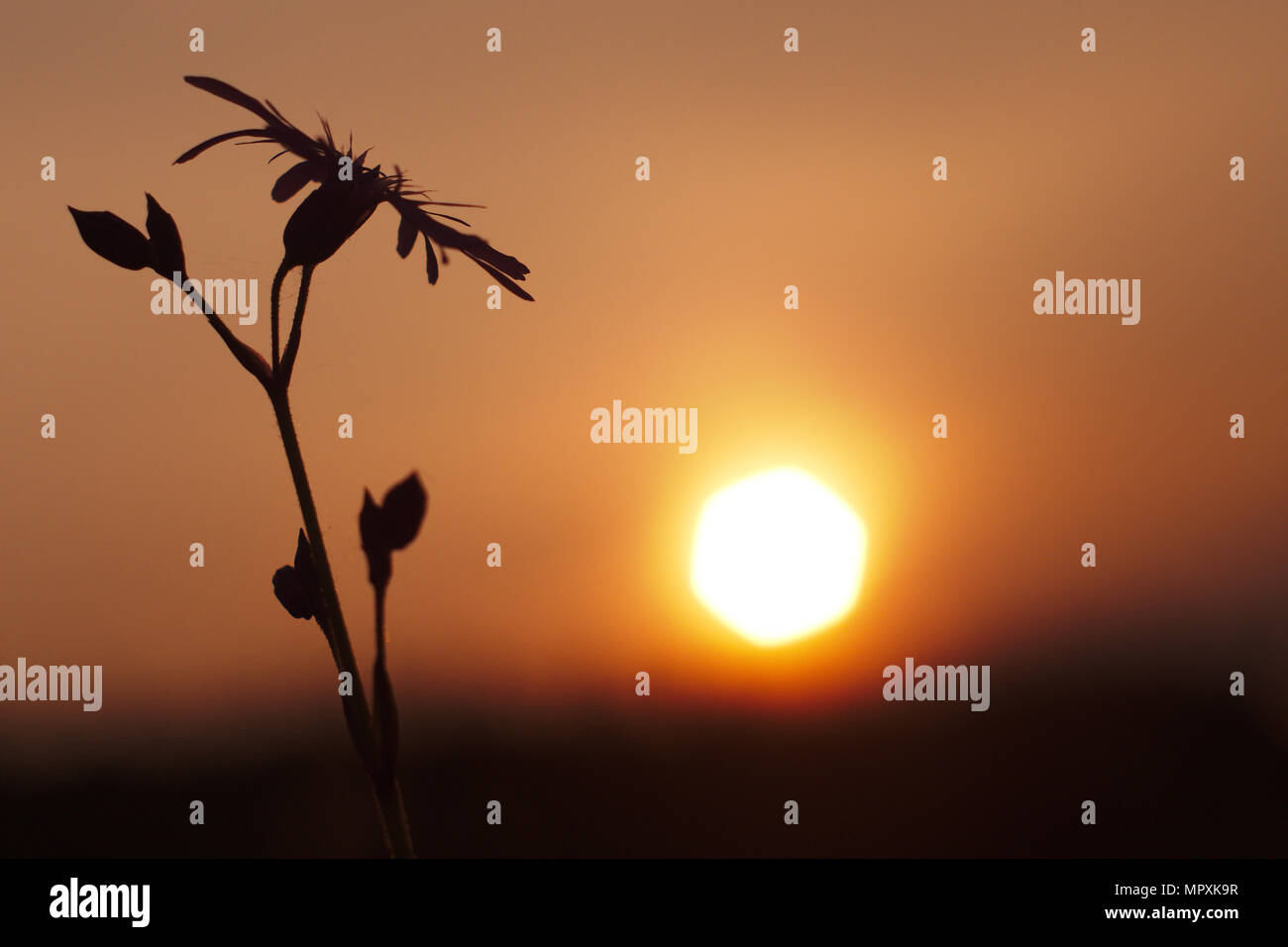 Die Silhouette eines Blume gegen den Sonnenuntergang. Stockfoto