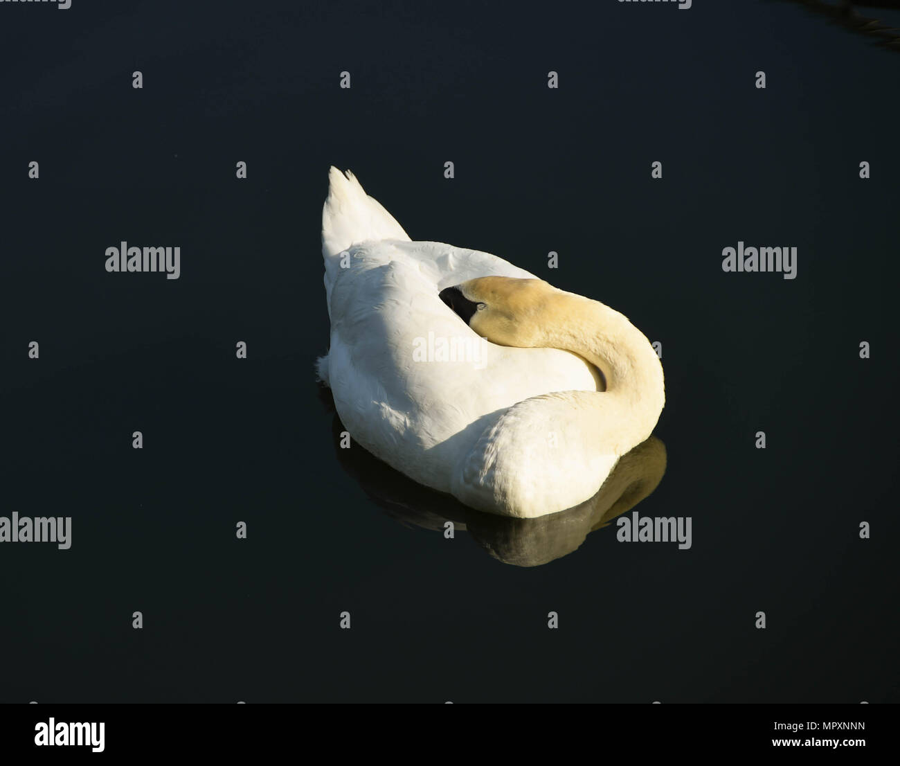 Wilden Schwan schlafen mit dem Kopf auf seinem Körper im frühen Morgenlicht auf perfekt noch Wasser Stockfoto