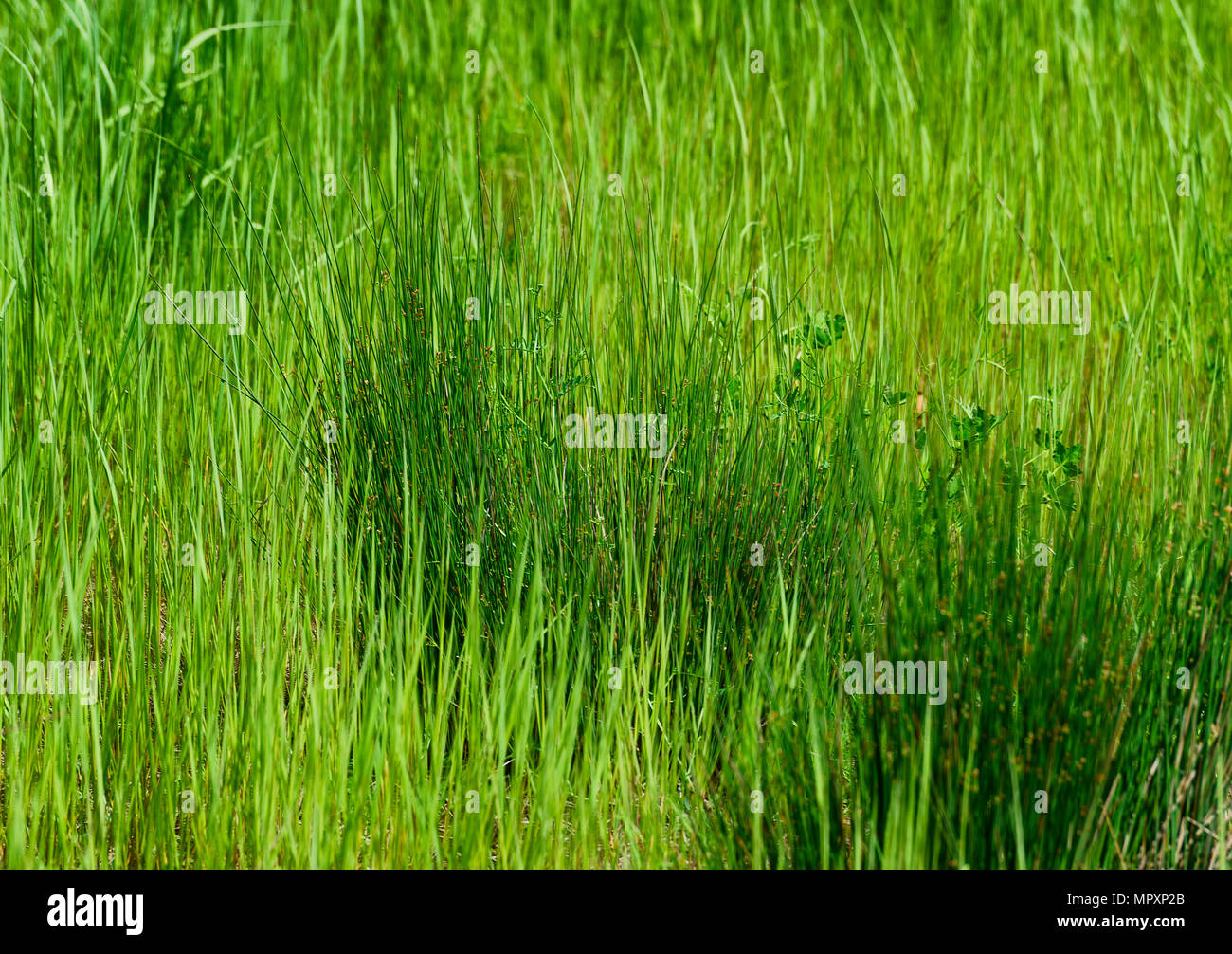 In der Nähe von zwei Schattierungen von Gras wie wilde Pflanze Stockfoto