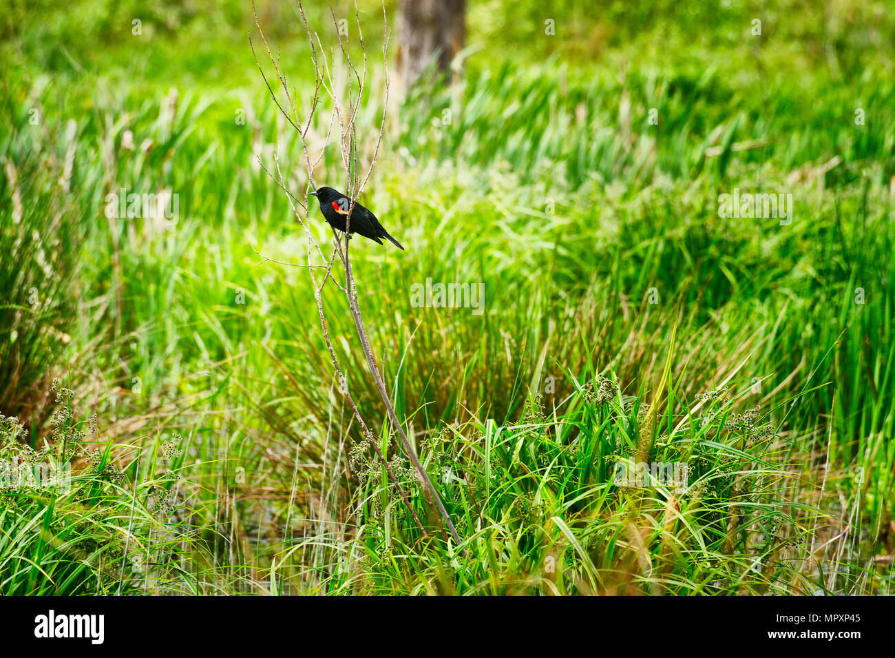 Ein roter Flügel schwarzer Vogel hockt auf einem Spindeldürren Zweigstelle in einer Wiese Stockfoto