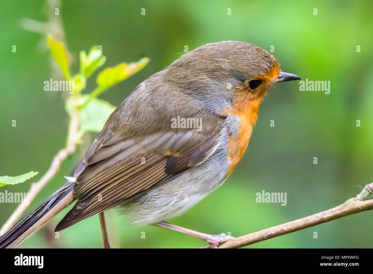 Europäische Robin hautnah. Süß, kleiner Vogel auf Ast in Woodland. Natur Uk. britischen Wildlife im Frühjahr. Natur details. natürliche Welt. Stockfoto