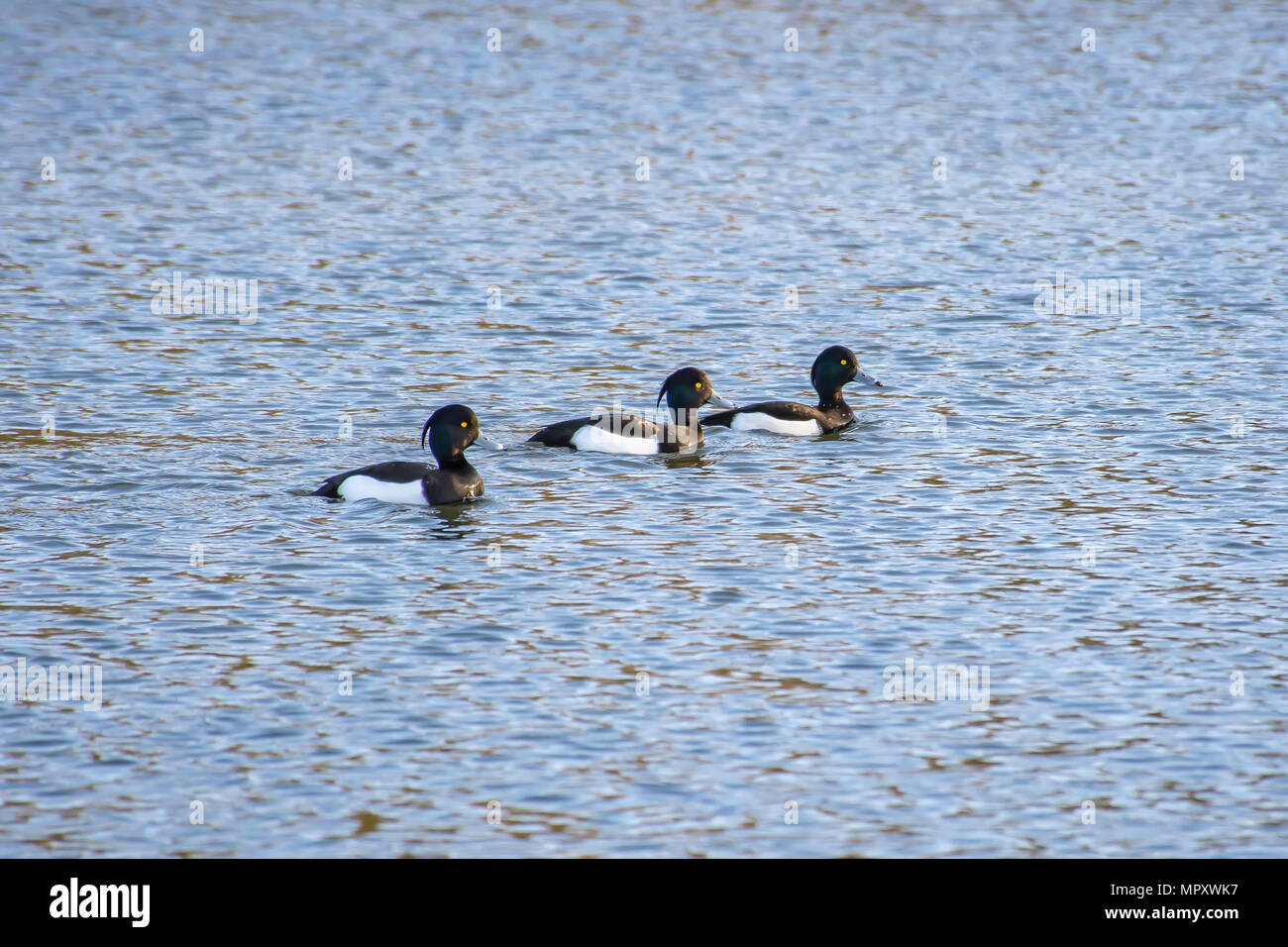 Drei getuftete Enten auf dem Wasser schwimmend Oberfläche. Wildlife Uk. Atemberaubende britische Natur. Wasservögel Uk Aythya fuligula. Getuftete Enten in de See vor Sonnenuntergang. Stockfoto