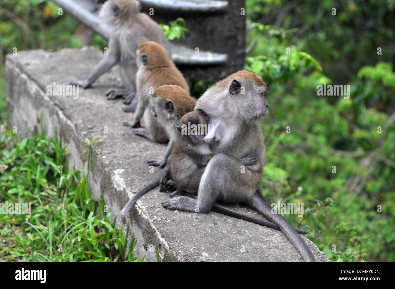 Affen füttern Babys. Natur für Wildlife Preservation bewahren Stockfoto