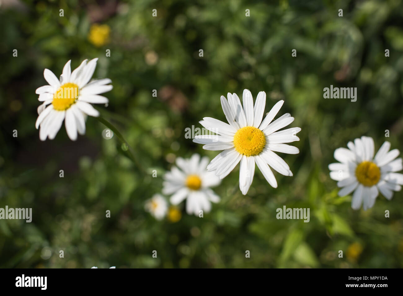Leucanthemum vulgare Blume Stockfoto