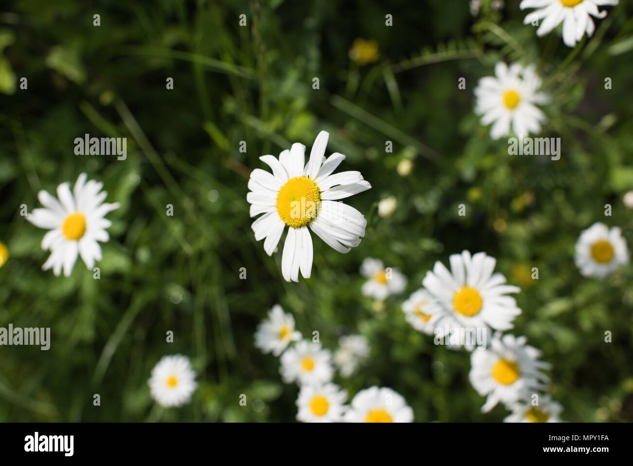 Leucanthemum vulgare Blume Stockfoto