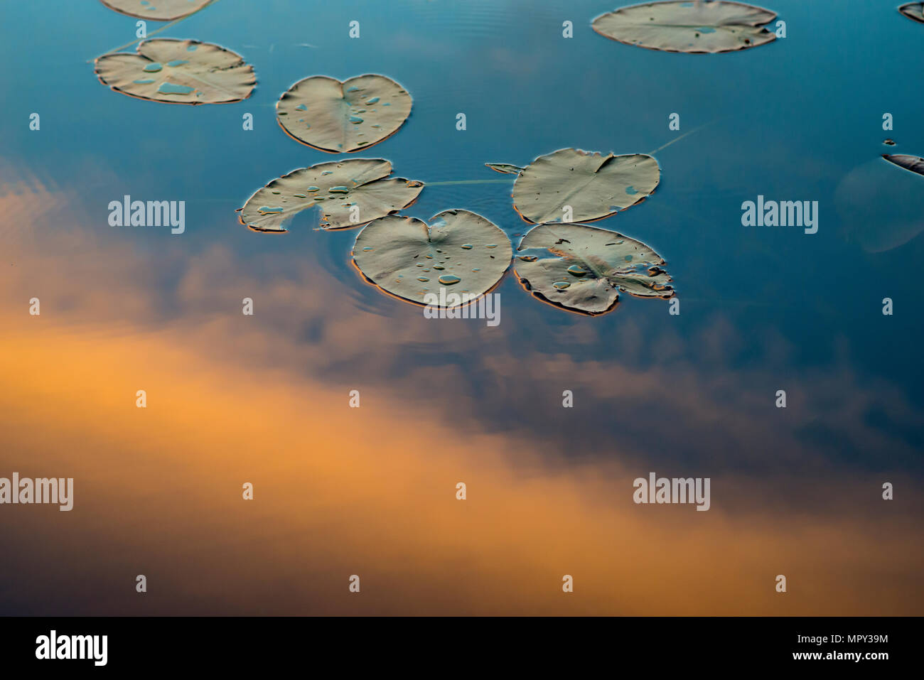 Lily Pads auf dem Wasser schwimmend im Teich Stockfoto