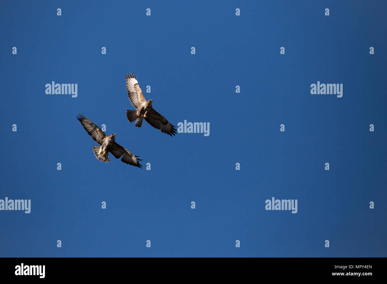 Low Angle View der Vögel gegen den klaren blauen Himmel fliegen Stockfoto