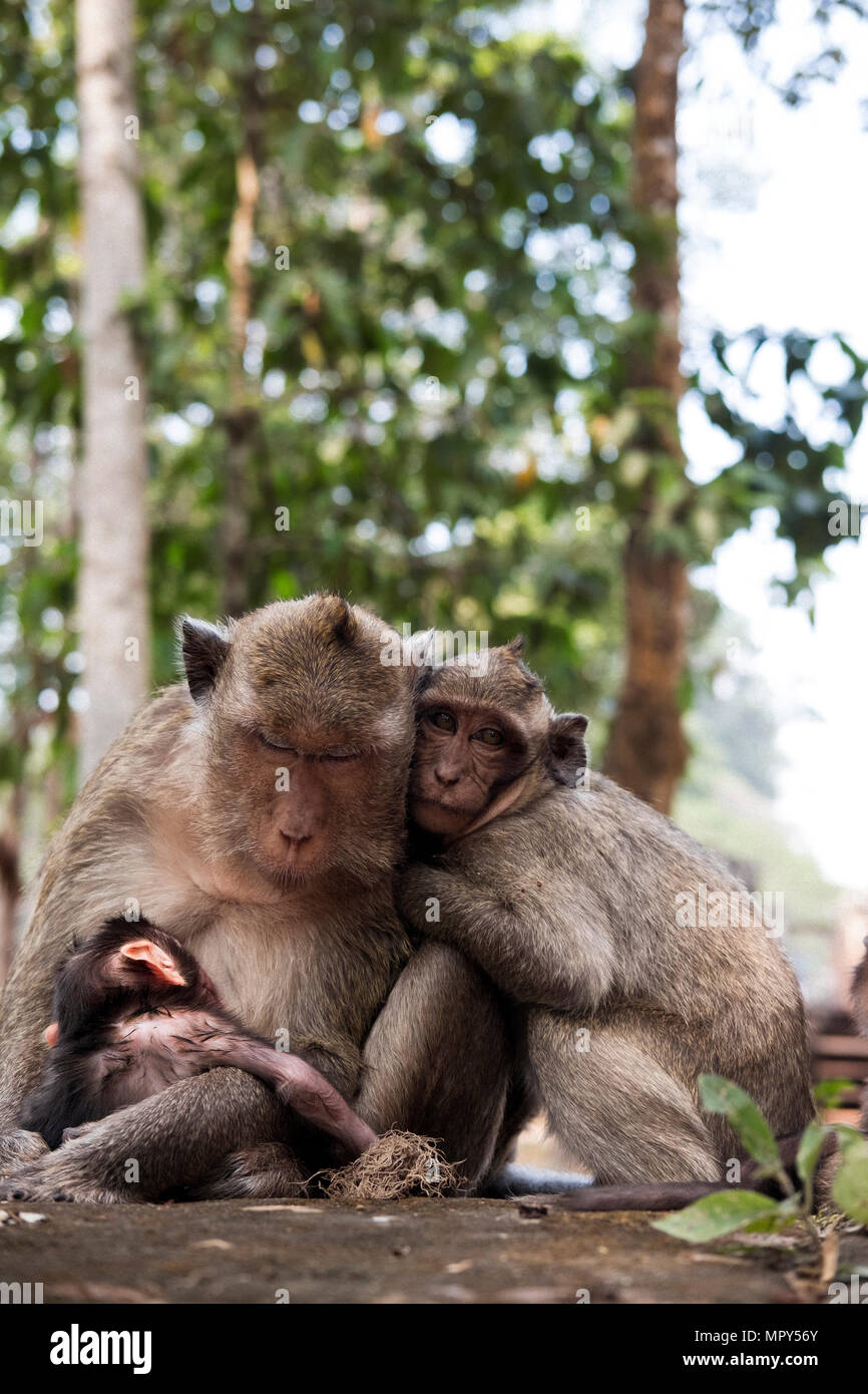 Affen sitzen auf Holz im Wald Stockfoto