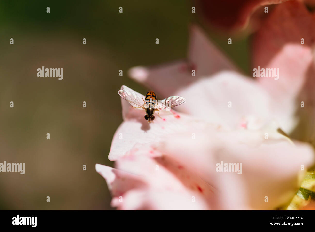 Hohen Winkel Nahaufnahmen von Insekten bestäubt auf Blume Stockfoto