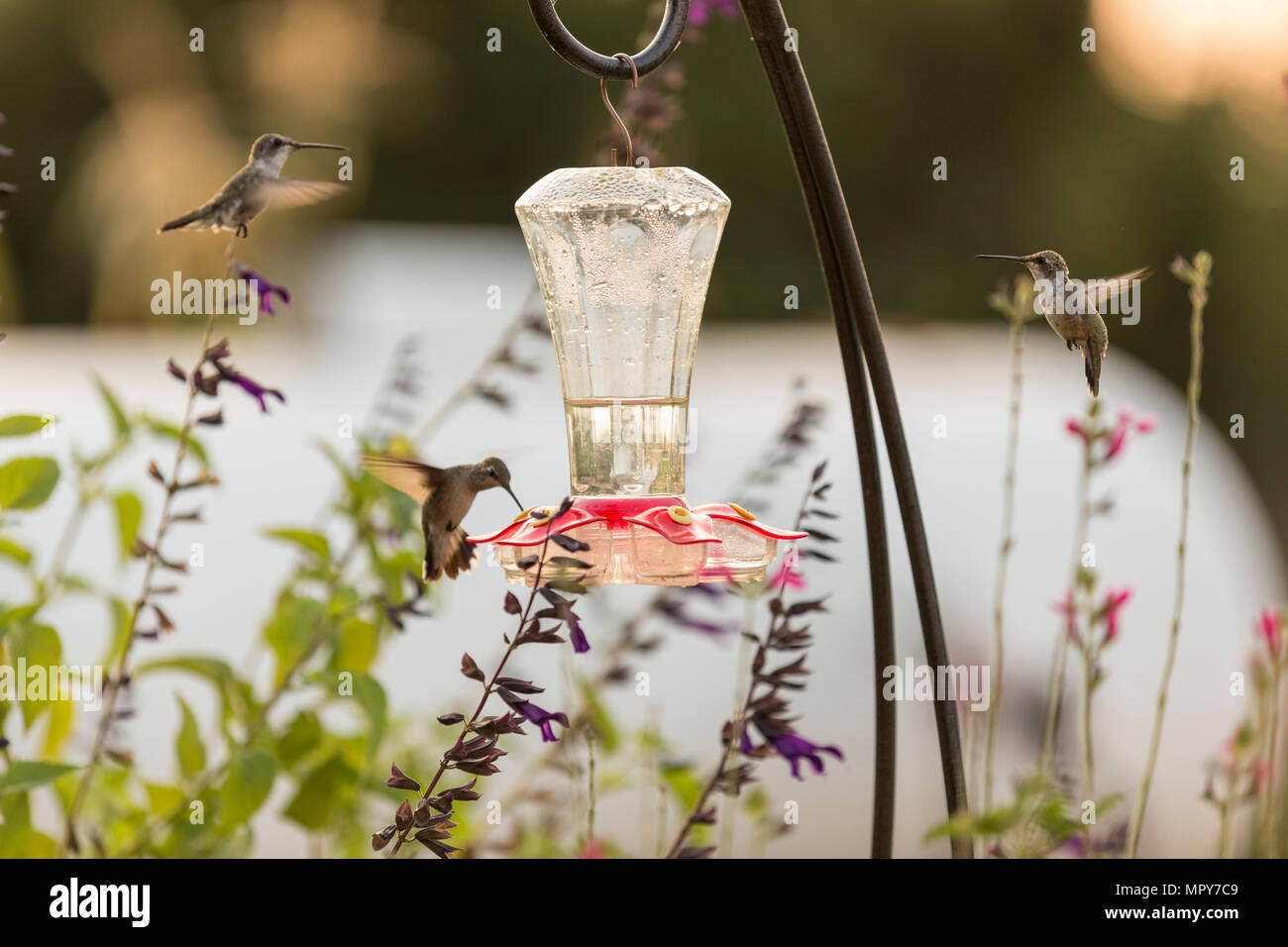 Close-up von Kolibris von Bird Feeder am Garten Stockfoto